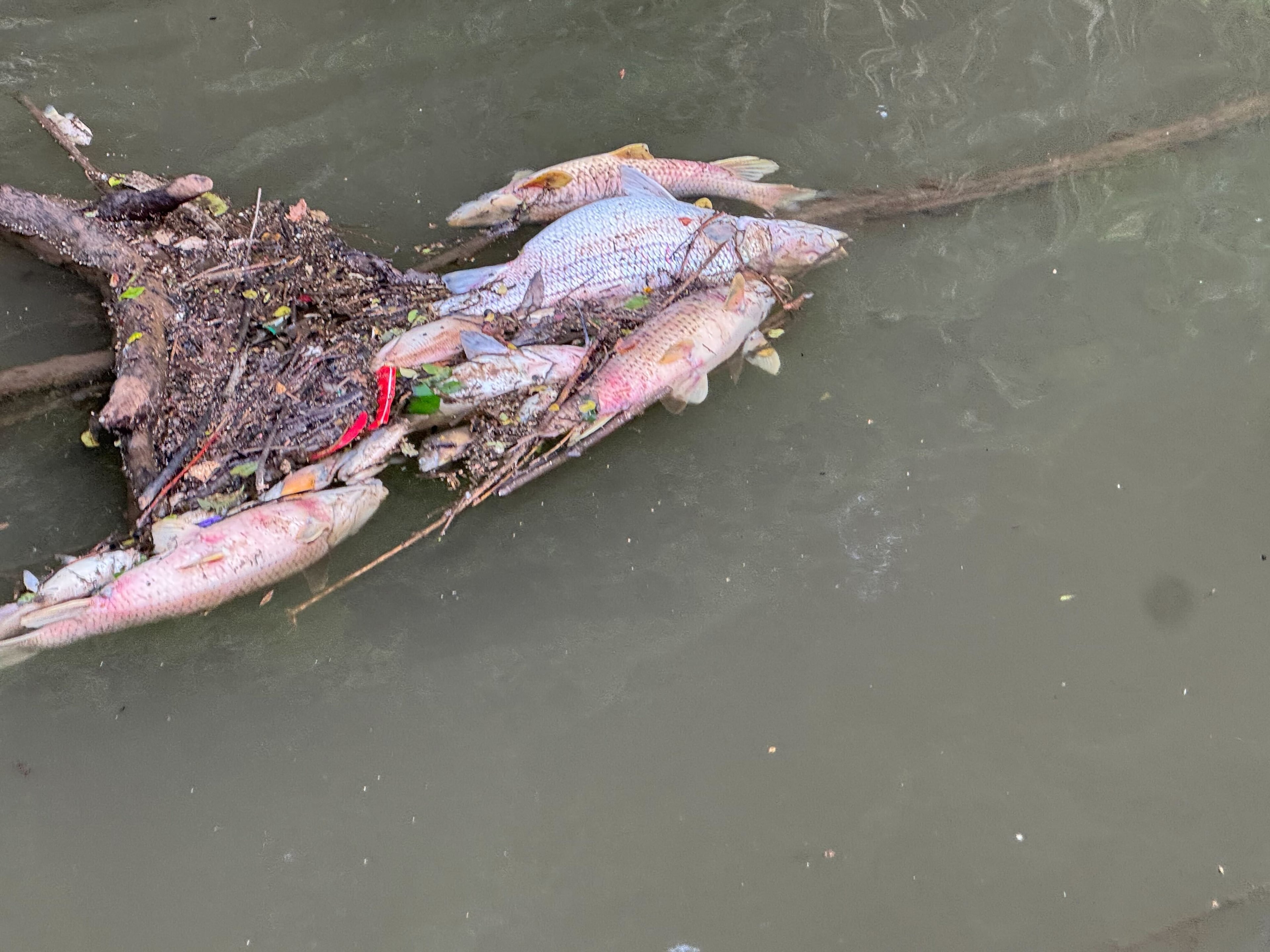 Dead fish are shown on a stretch of the Chattahoochee River near the city of Atlanta on Friday, May 22, 2026.