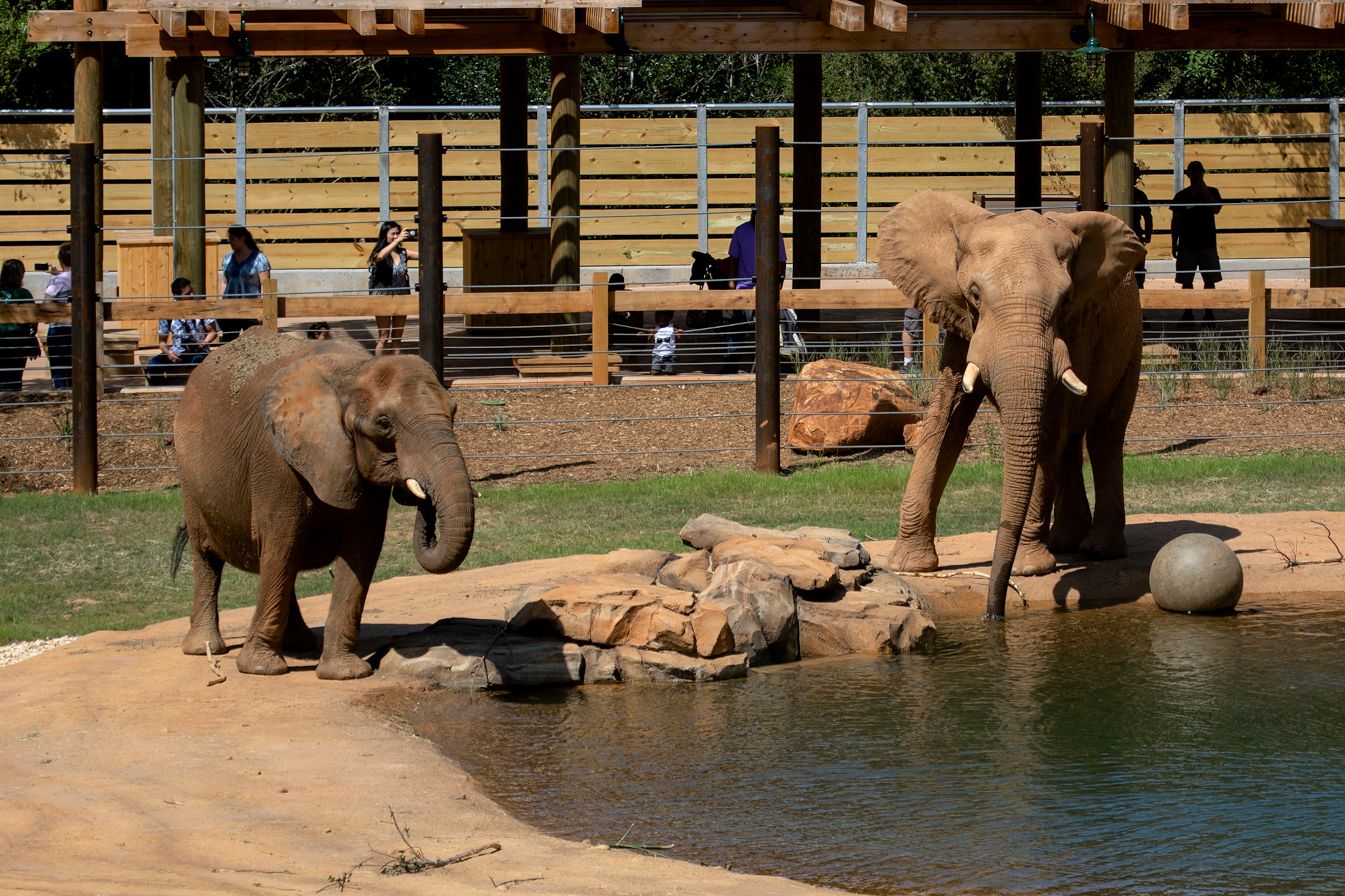 Two elephants from among Zoo Atlanta's 1,000 animal residents.
(Courtesy of Zoo Atlanta)