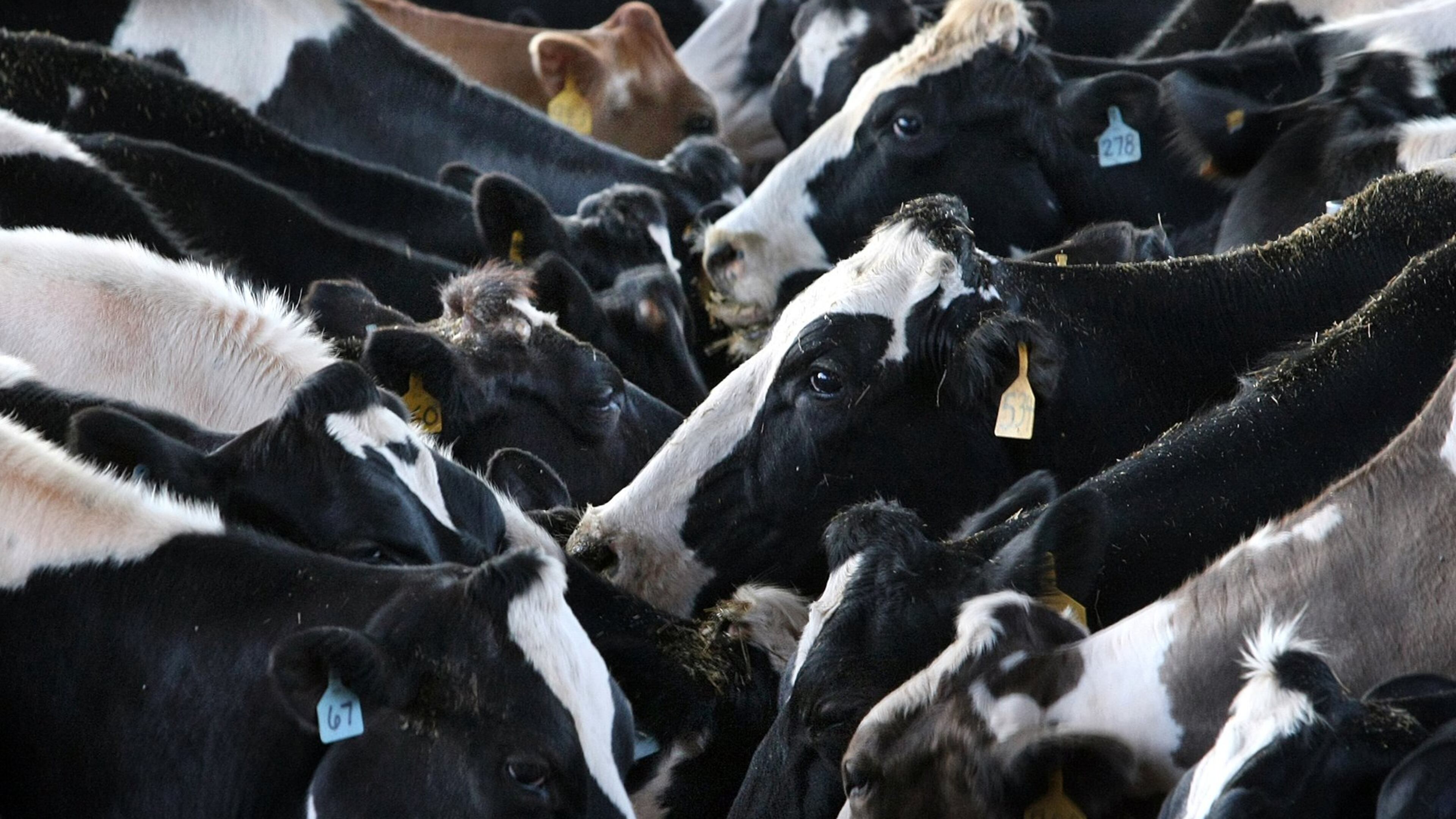House Bill 1150 could open the door to concentrated animal feeding operations, which house thousands or tens of thousands of animals. It would limit lawsuits against them or other agricultural operations for smells, noise or other problems. CURTIS COMPTON / ccompton@ajc.com