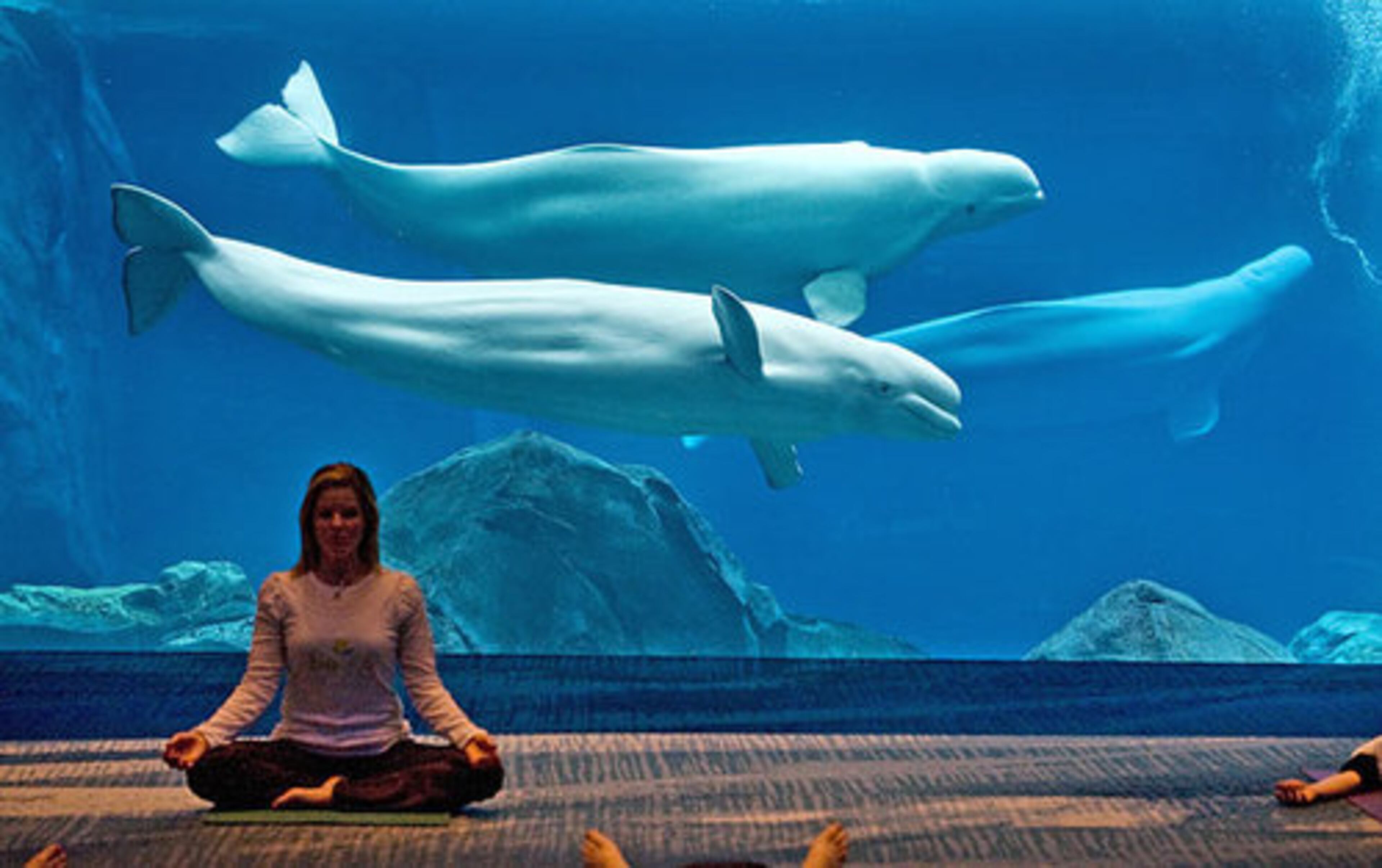 The Georgia Aquarium, which has been getting creative in its efforts to attract visitors, will now offer yoga classes, teaming up with Be Well Atlanta. Here, instructor and Be Well CEO Kimberly Hard relaxes in a position.