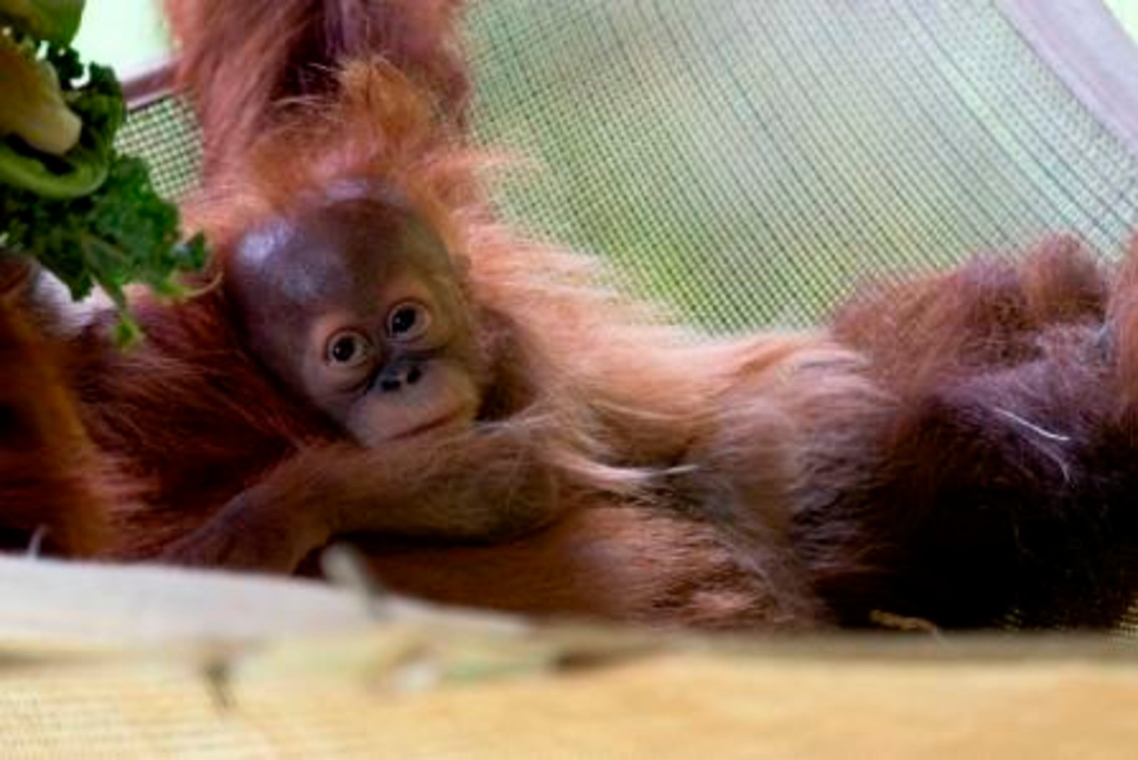 A productive year began with the arrival of Pongo the Sumatran orangutan, born on January 10 to first-time mother Blaze. Eight-month-old Pongo, who is as famous for his hair as he is for his heartwarming success story, is on exhibit now with Blaze and his father, Benny.