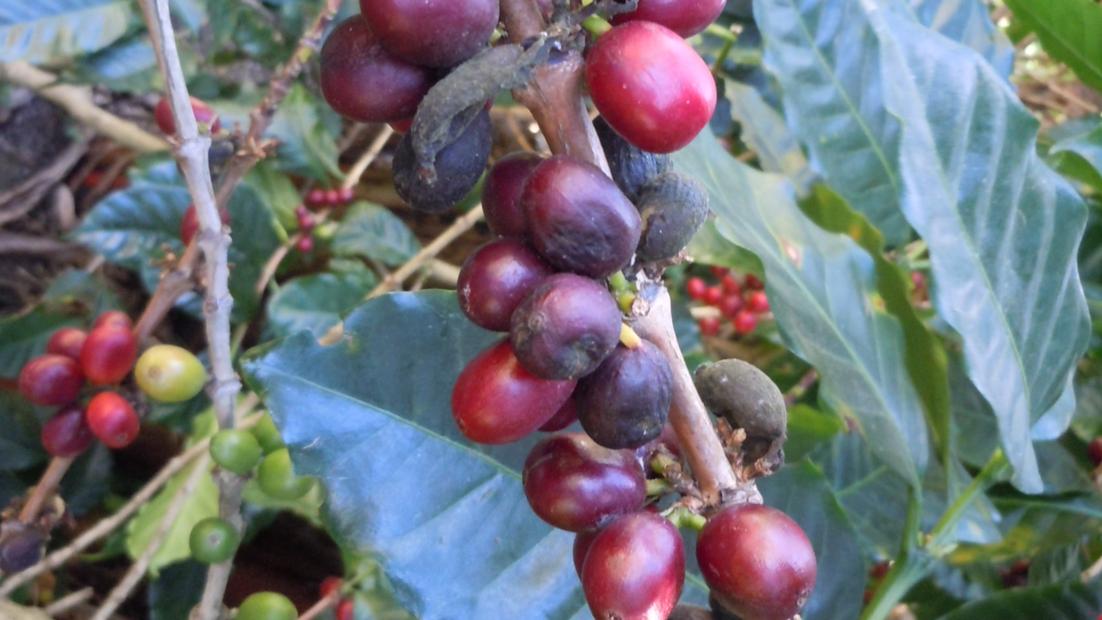 Ripe red berries on a coffee plant are ready for harvest.
