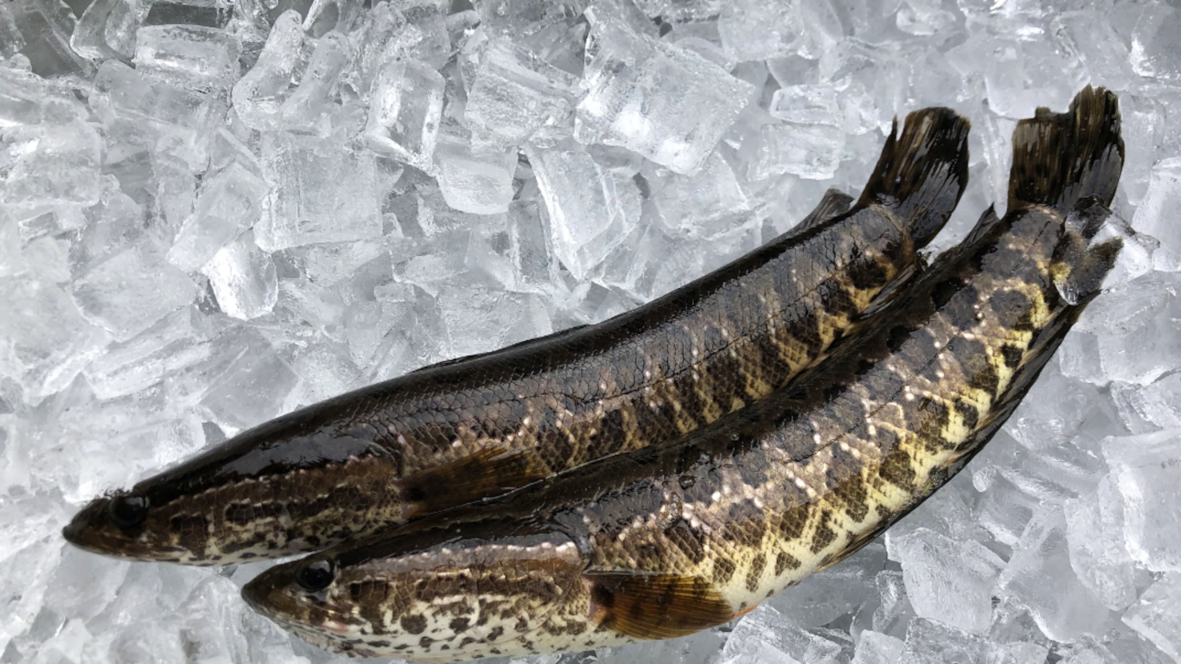 The northern snakehead, an invasive fish species that can breathe air and walk on land, was found in a Gwinnett County pond.