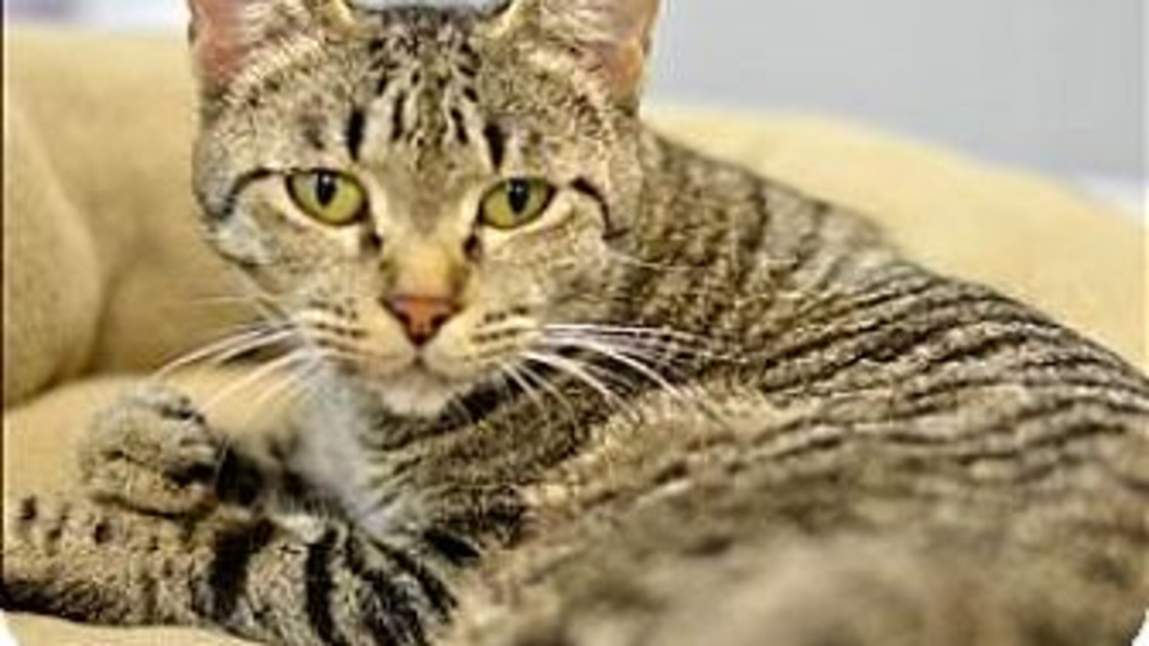 Sweetness is a 5-year-old Brown Mackeral Tabby offered for adoption at the Cherokee County Animal Shelter.
