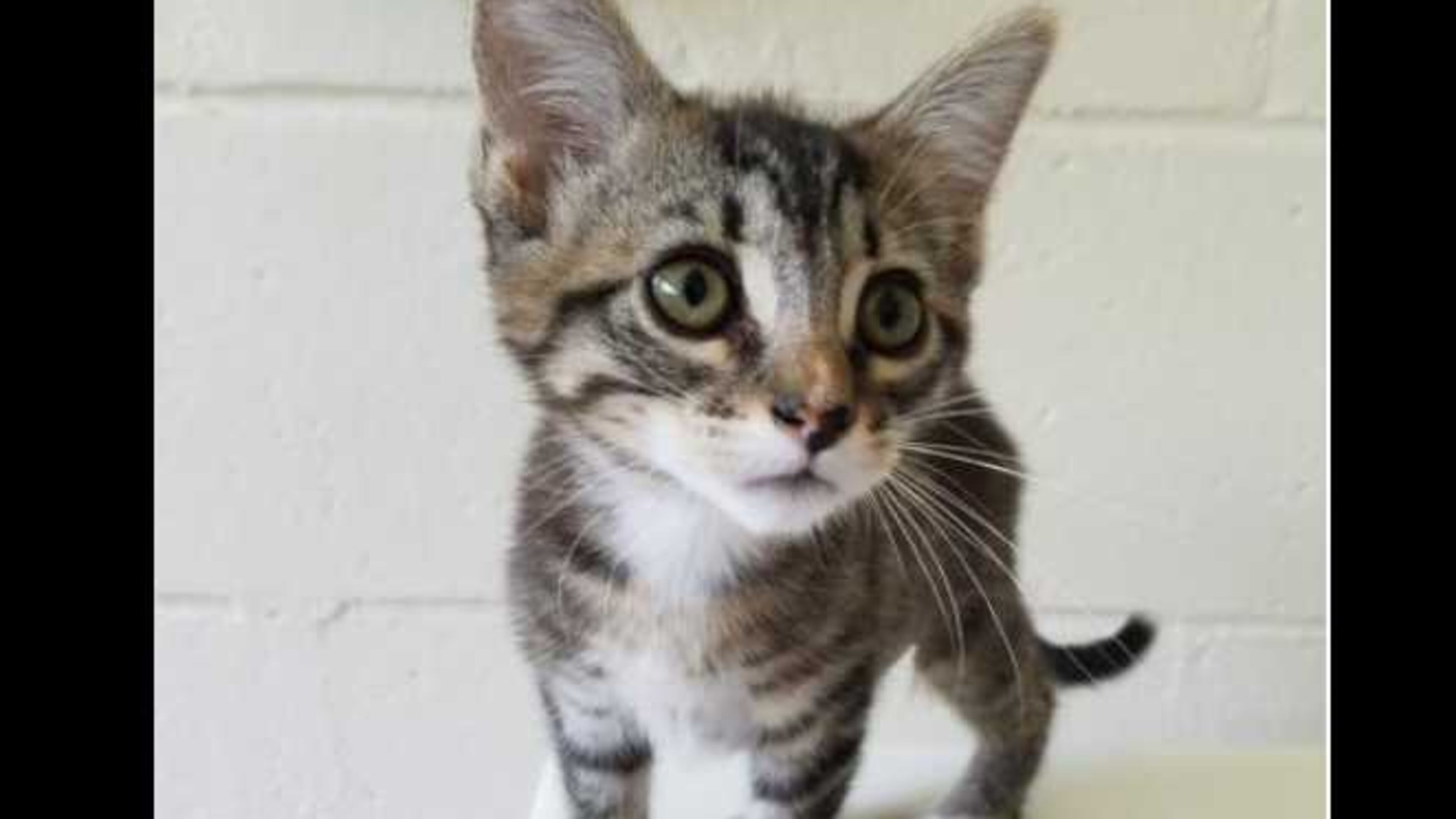 Cat and some dogs can be adopted for free at LifeLife shelters this Saturday.