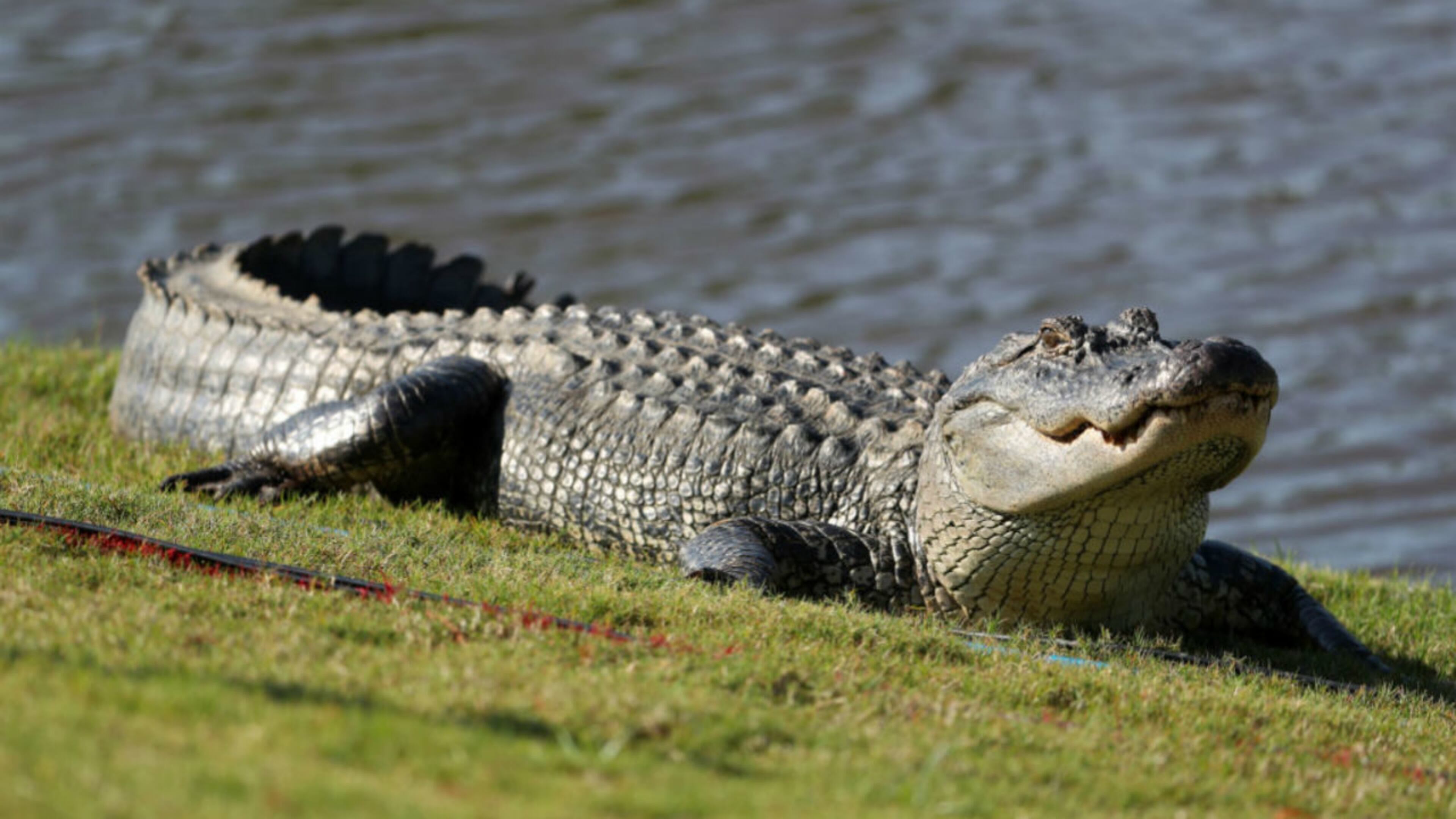 FILE PHOTO: An 8-foot alligator was rescued after it wedged itself beneath a Florida man’s car in his garage Thursday.
