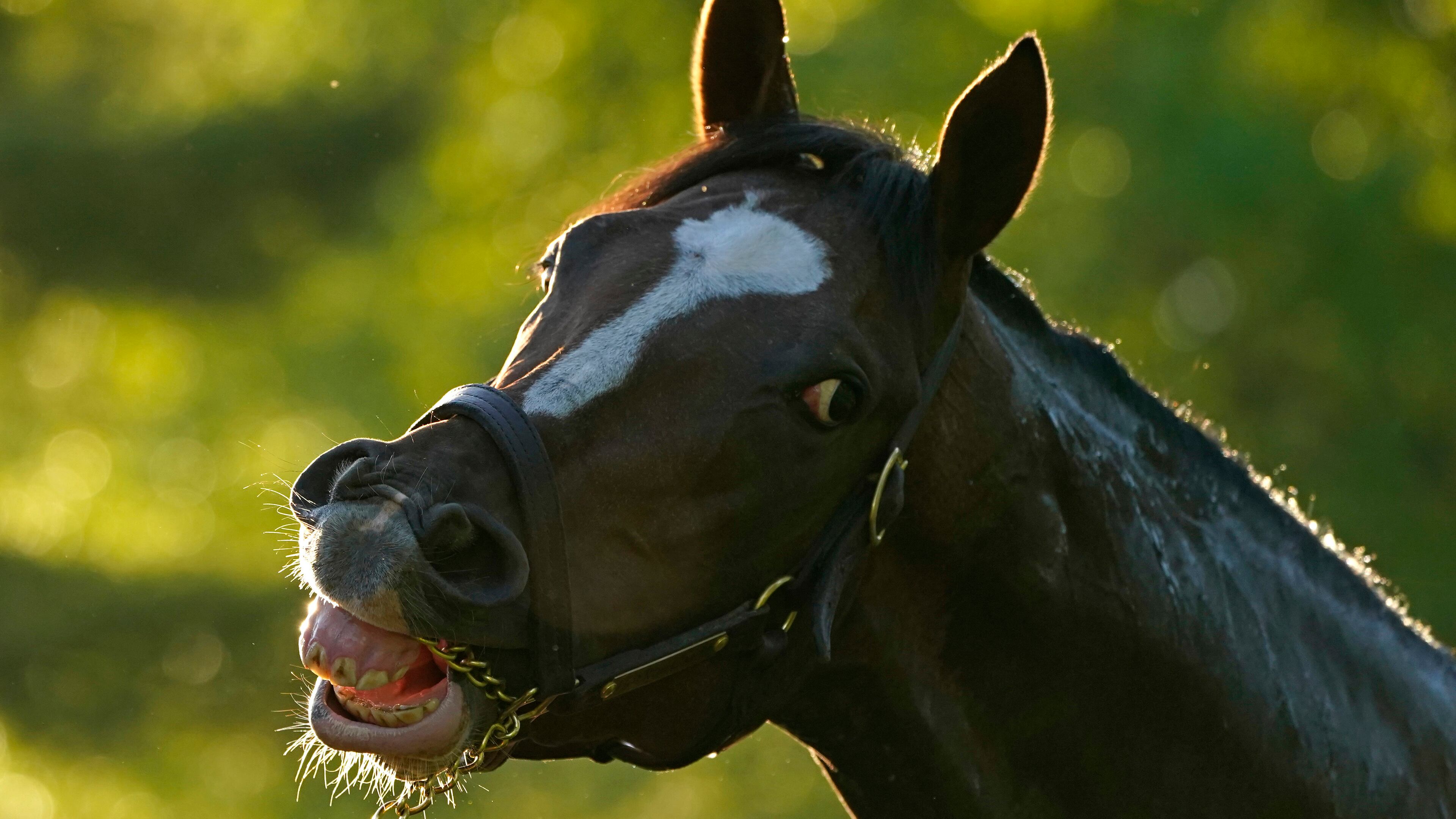 Kentucky Derby hopeful Hot Rod Charlie waits to get a bath after a workout at Churchill Downs Tuesday, April 27, 2021, in Louisville, Ky. The 147th running of the Kentucky Derby is scheduled for Saturday, May 1. (Charlie Riedel/AP)