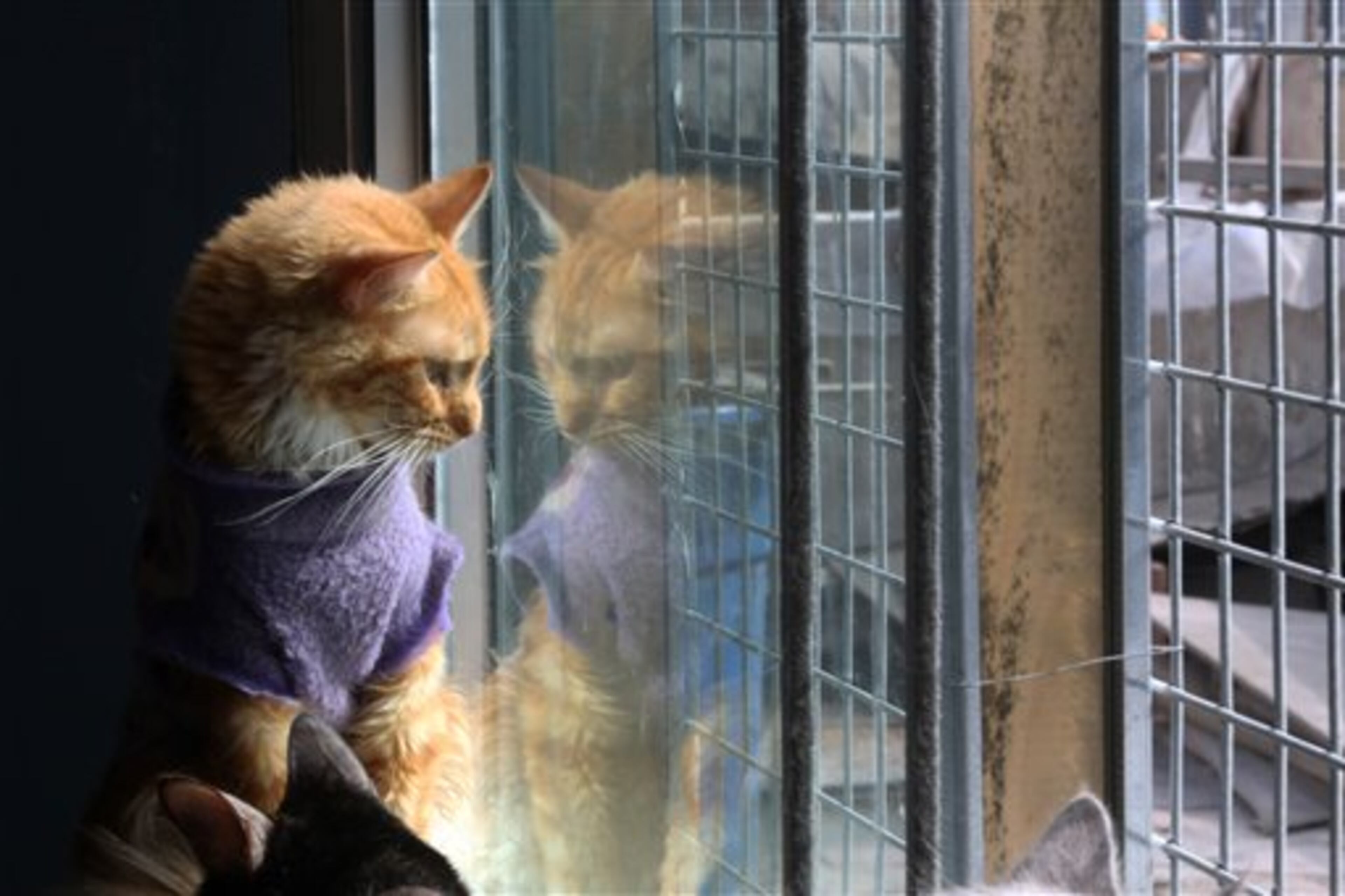 In this Aug. 6, 2014 photo, a cat looks through the window at a Cat Hospice run by Maria Torero, who cares for 175 cats with leukemia at her home in Lima, Peru. Because of their illness, many of the animals have lost weight and are anemic. Torero feeds them, gives them medicine, sterilizes them, and treats them for parasites every two months. (AP Photo/Martin Mejia)
