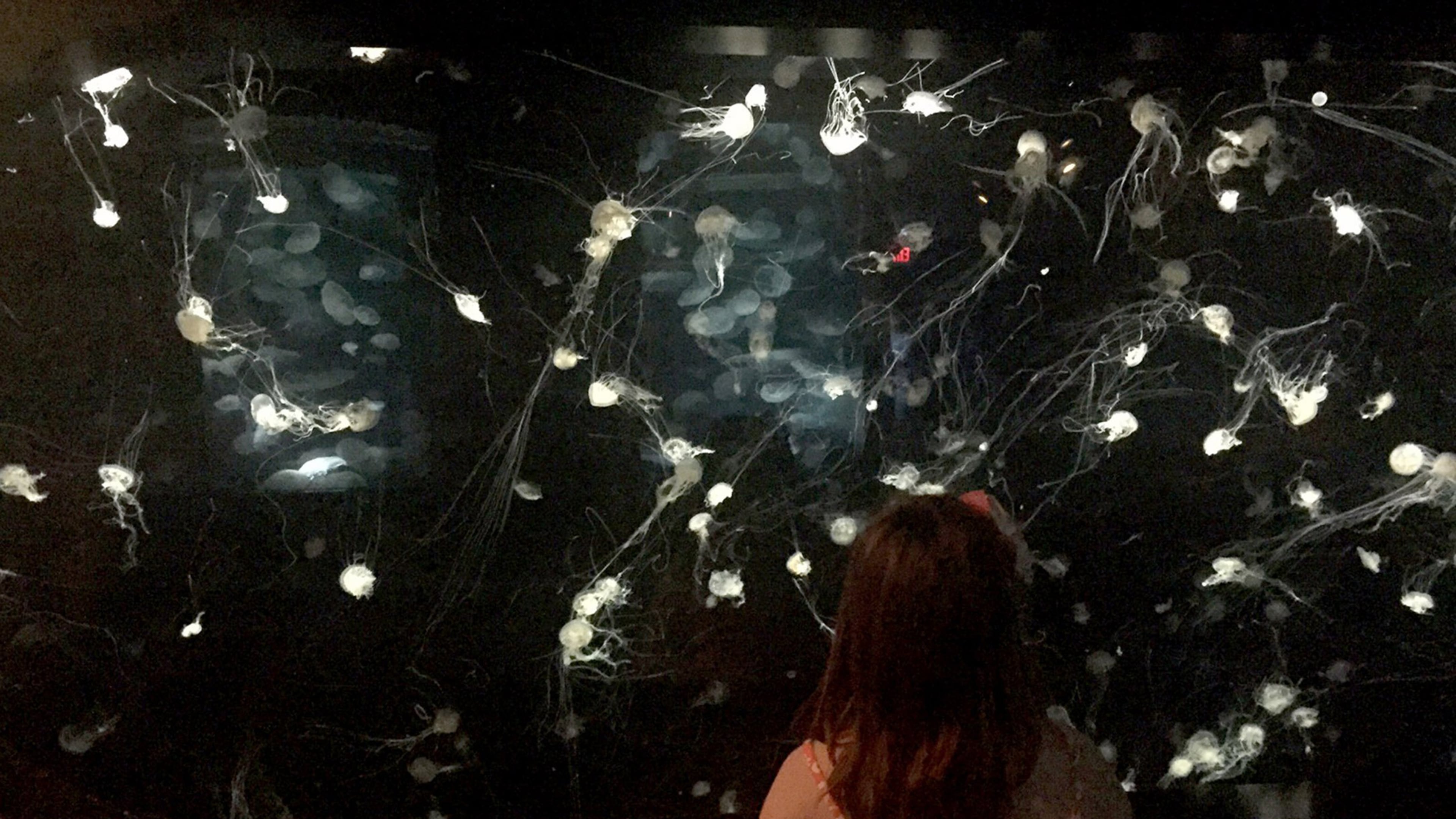 The Tennessee Aquarium is housed in two buildings that feature river and ocean exhibits, including this display of jellyfish. (Valerie Schremp Hahn/St. Louis Post-Dispatch/TNS)