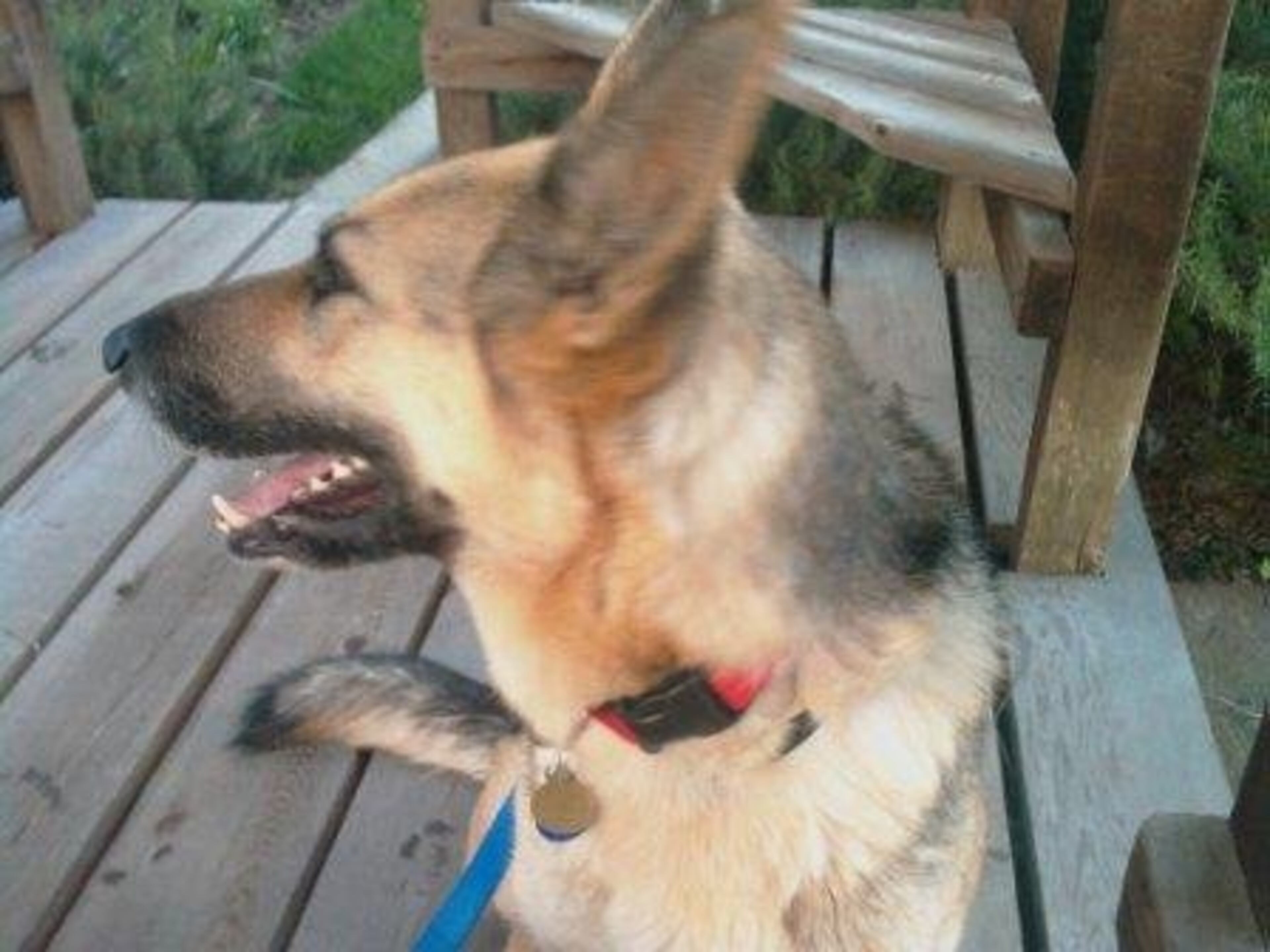 Kady's Adoption Day, March 15 of this year.