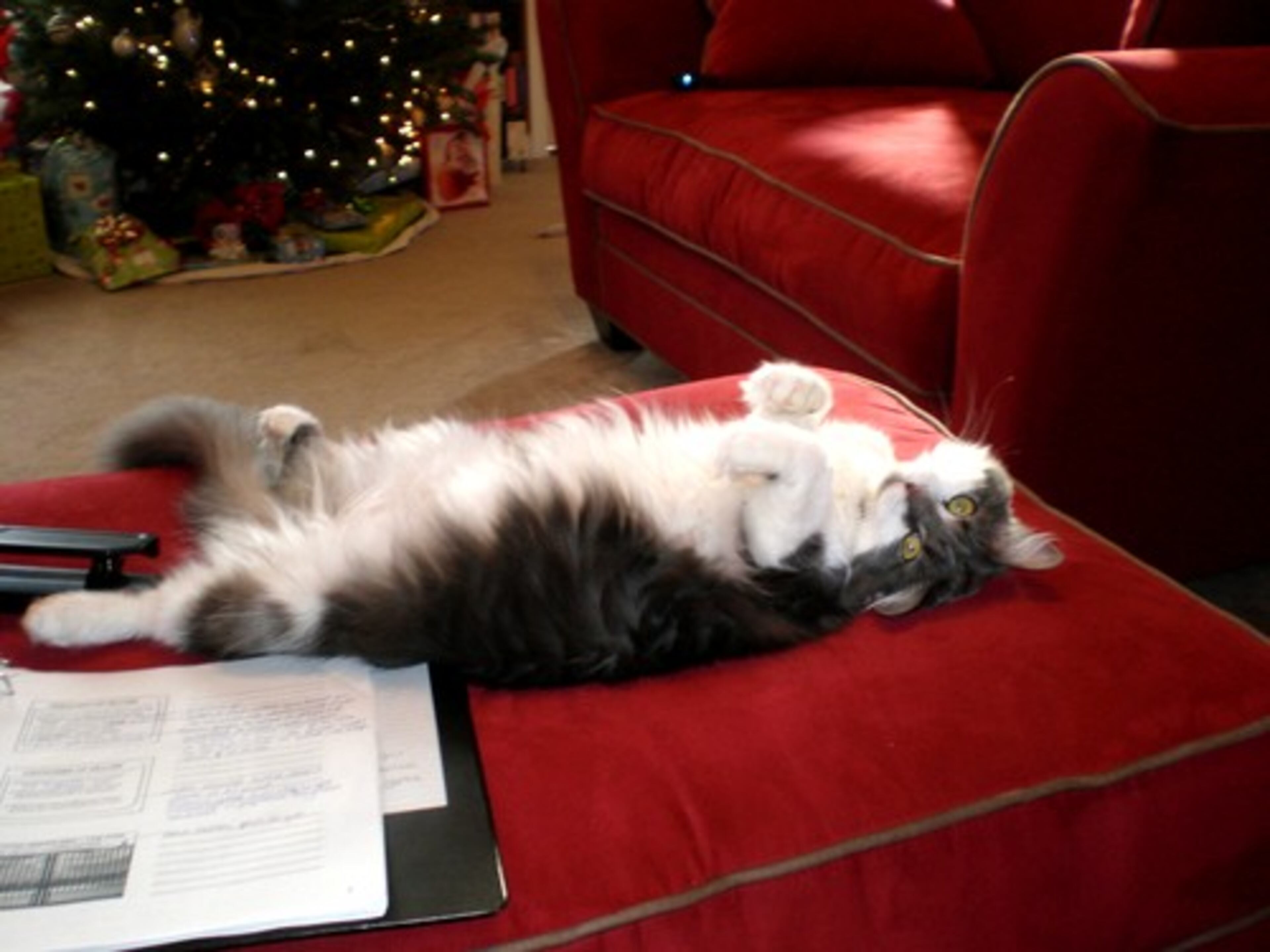 Name: Izzy Nickname: Iz, Princess, Izzybell Breed: Grey and white princess Age: 1 year old Favorite Toy: Ice