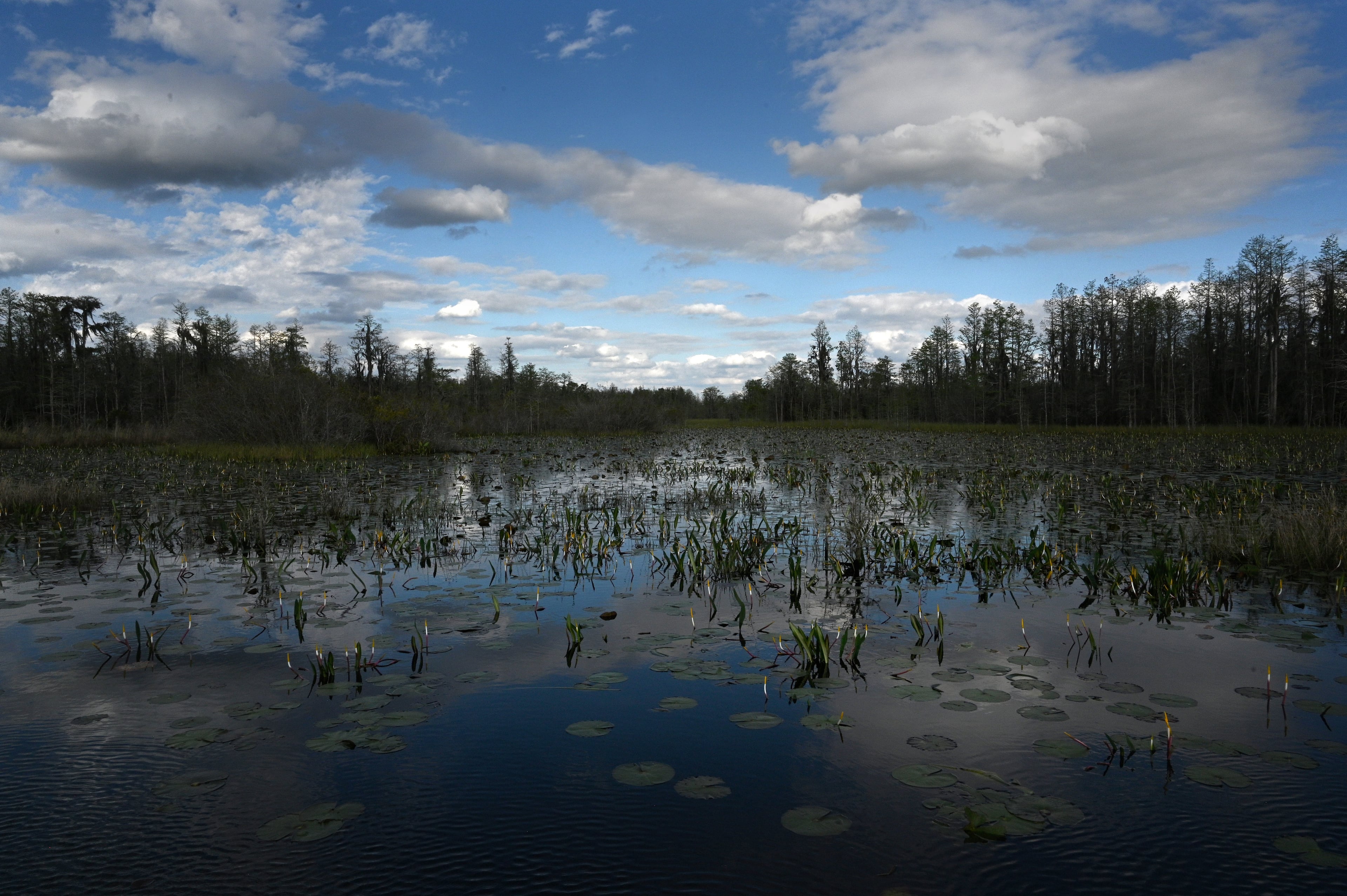 Photo shows Okefenokee Swamp covered with water lilies, pipewort, ferns, maidencane, and a variety of sedges and grasses, Monday, Mar. 18, 2024, in Folkston. (Hyosub Shin/AJC)