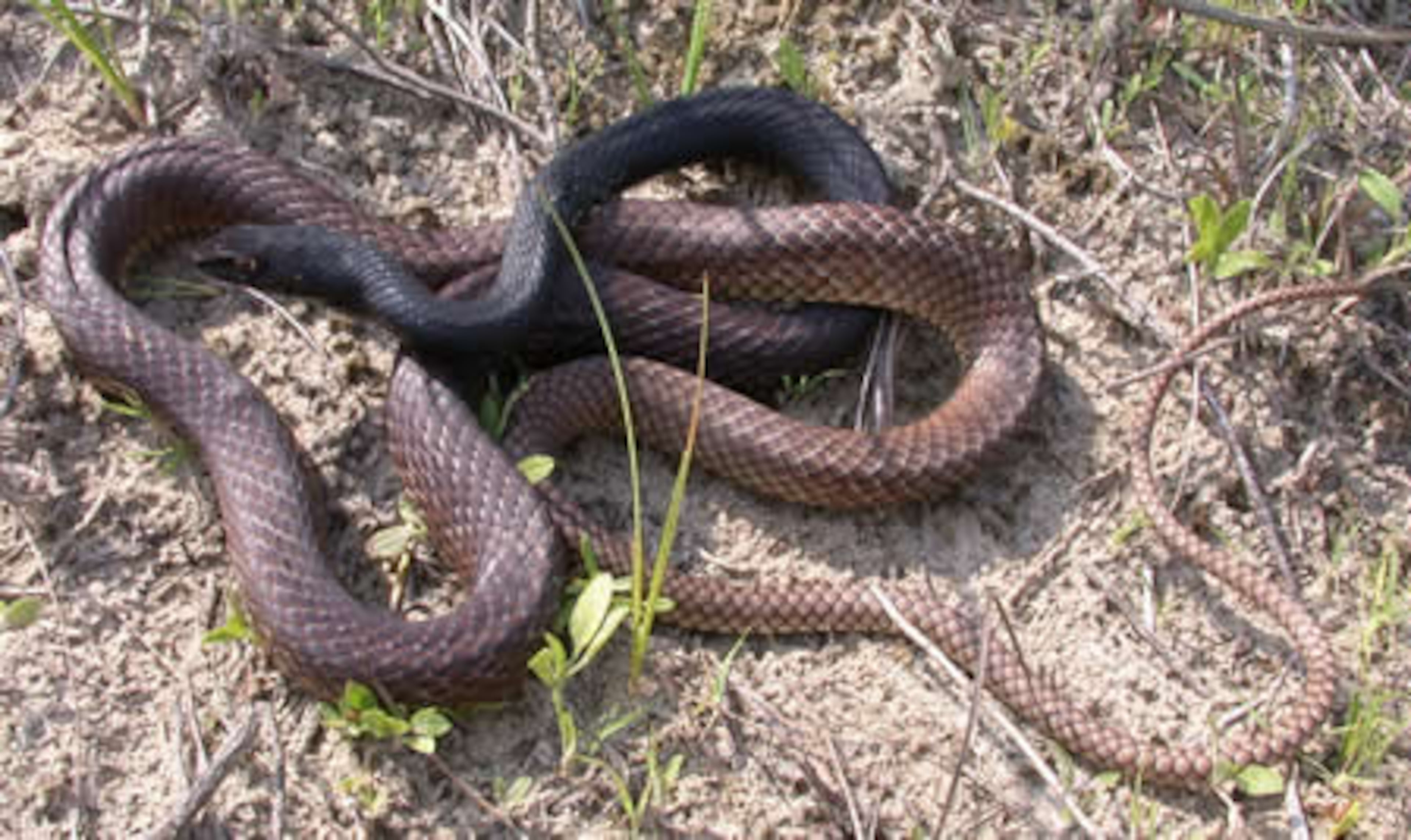 If it’s daytime and it’s hot, you may come across a COACHWHIP -- unless you’re in the North Georgia mountains. These long, slender snakes love sandy soils, such as those in the Georgia Coastal Plain region, and are fast-moving. They may bite if captured, but again, they are non-venomous. Best to let these distinctive snakes be and leave them to their buffet of other snakes, rodents, birds, lizards and amphibians. INFO BY: J.D. Willson.