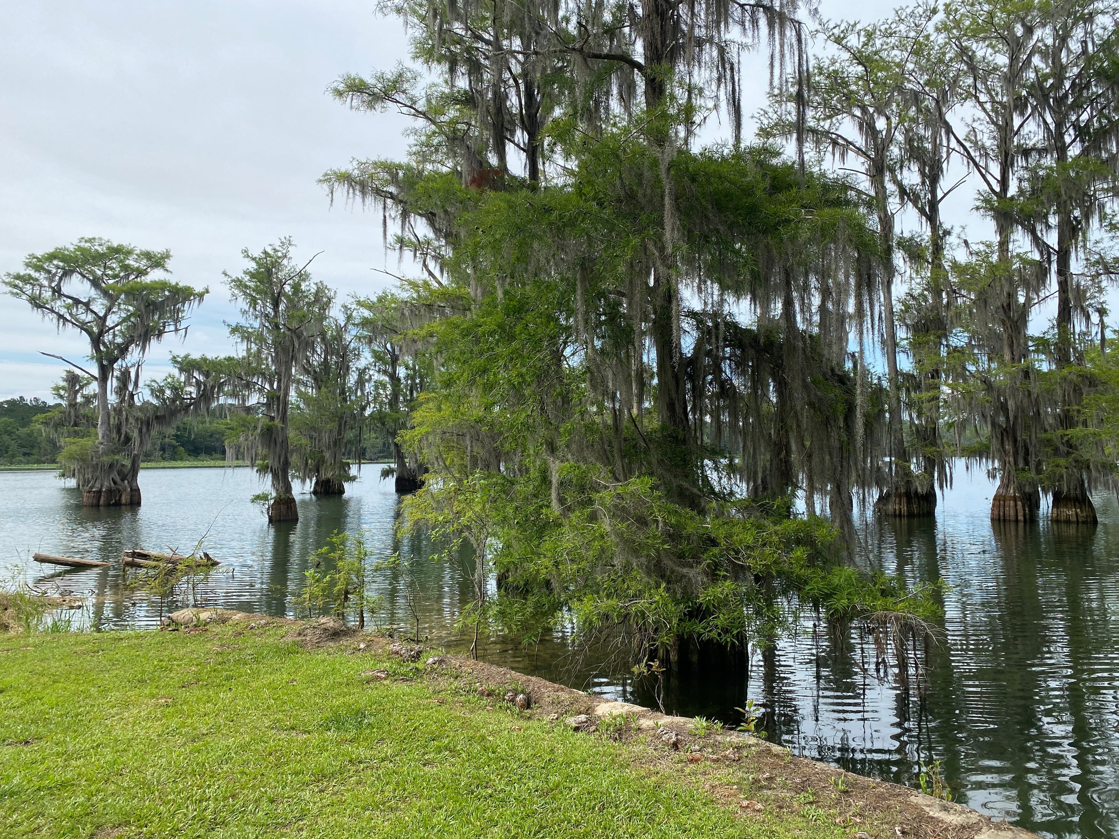 Resora's grounds include a large pond with cypress trees, which lend the property its name, Cypress Pond Plantation. Courtesy of Airbnb. Ligaya Figueras
/ Ligaya.figueras@ajc.com