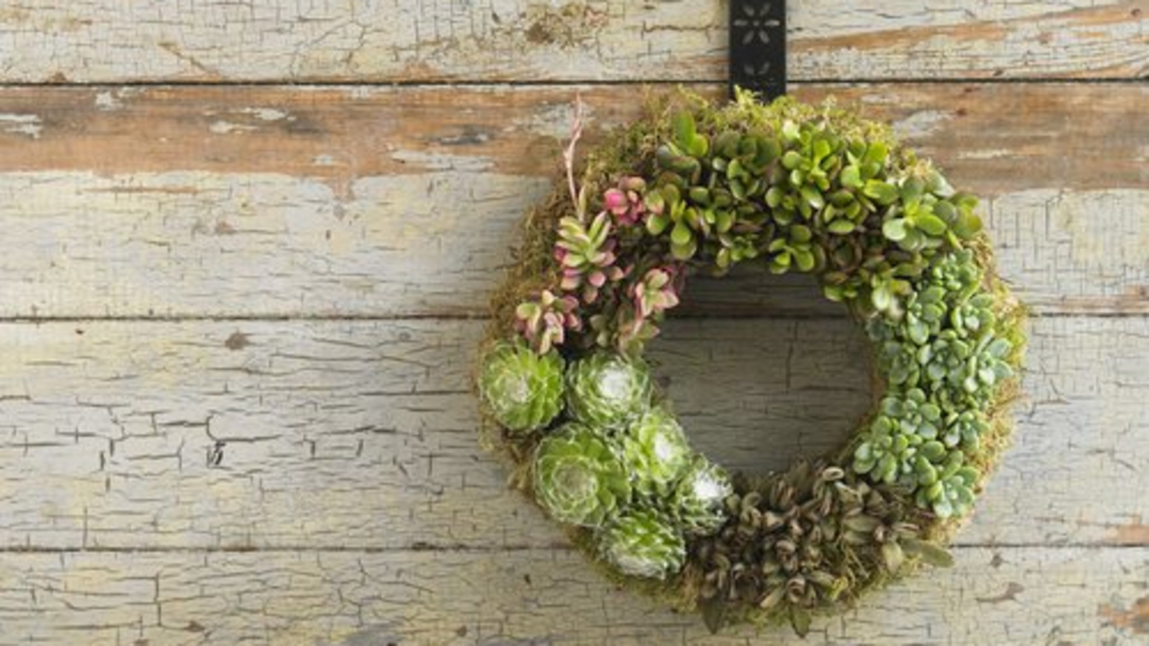 The Succulent Wreath includes five varieties of succulents arranged to highlight differences in texture, shape and color around a wire-mesh frame. The plants can last for several years with proper care and watering, the company says. $98 plus $10 surcharge. http://www.vivaterra.com