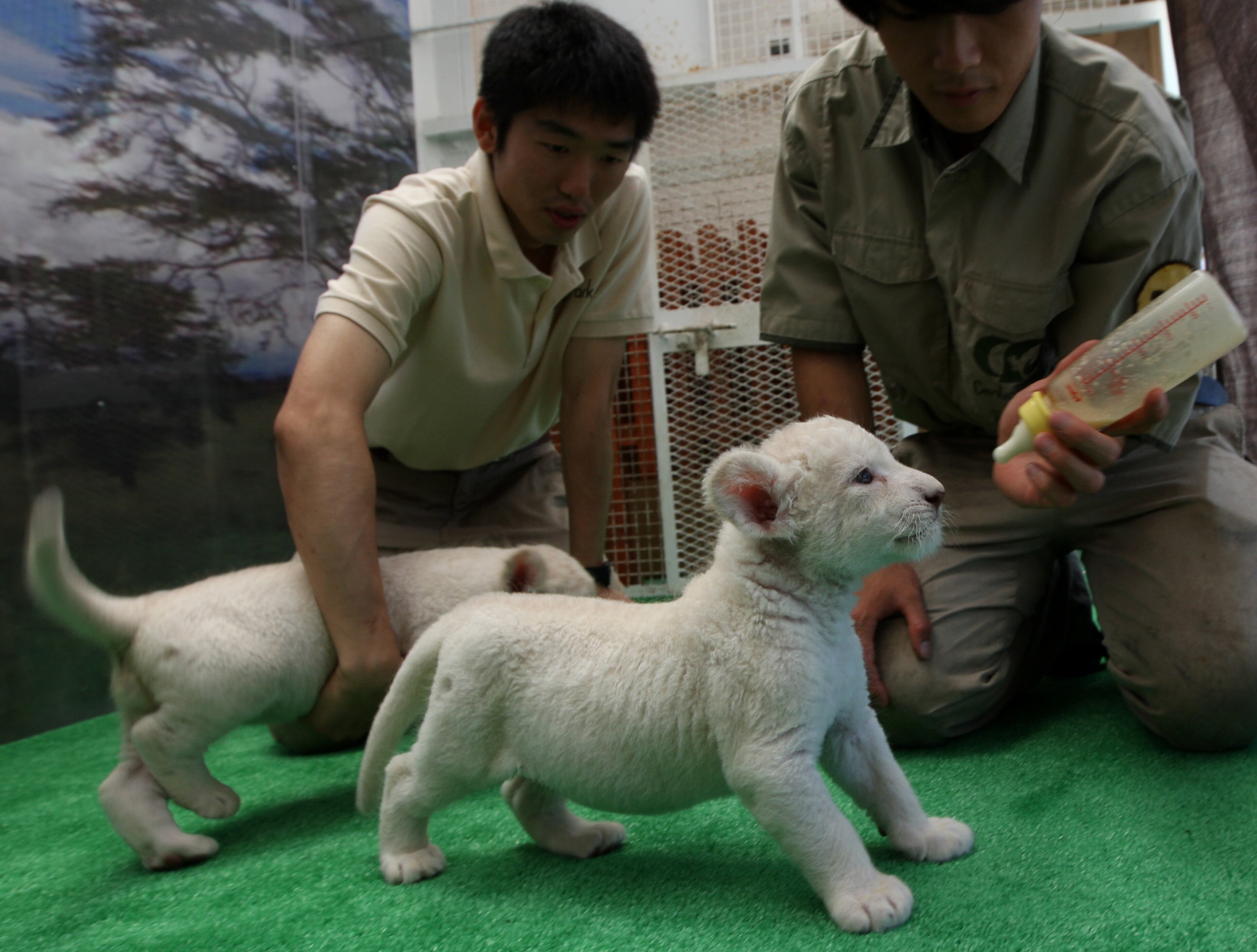 HIMEJI, JAPAN - JULY 09: Thirteen day old lioness cubs are fed by zoo keepers at Himeji Central Park on July 9, 2013 in Himeji, Japan. The seven white lioness cubs, given birth by three female South African Lions were born on June 6th, 26th and 30th. The cubs will be on public display for the first time later this week. (Photo by Buddhika Weerasinghe/Getty Images)