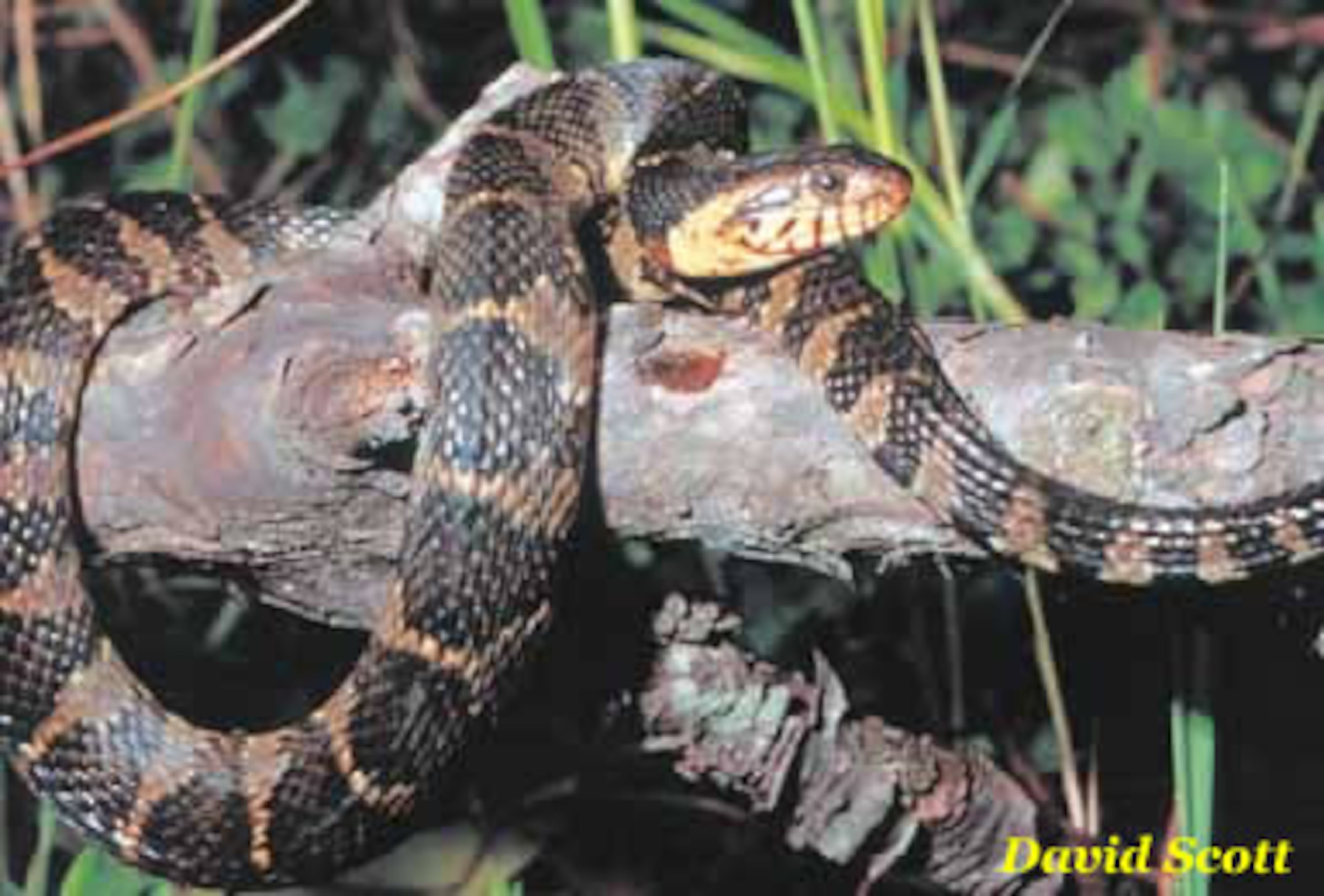 Another non-venomous snake often mistaken for the copperhead is the BANDED WATERSNAKE. These snakes are harmless, however, unless you’re a fish or an amphibian and it’s a banded watersnake’s lunchtime. These water-lovers make their home in the southern region of Georgia and are active day and night. INFO BY: Jessica Holland, University of Georgia – edited by J.D. Willson.