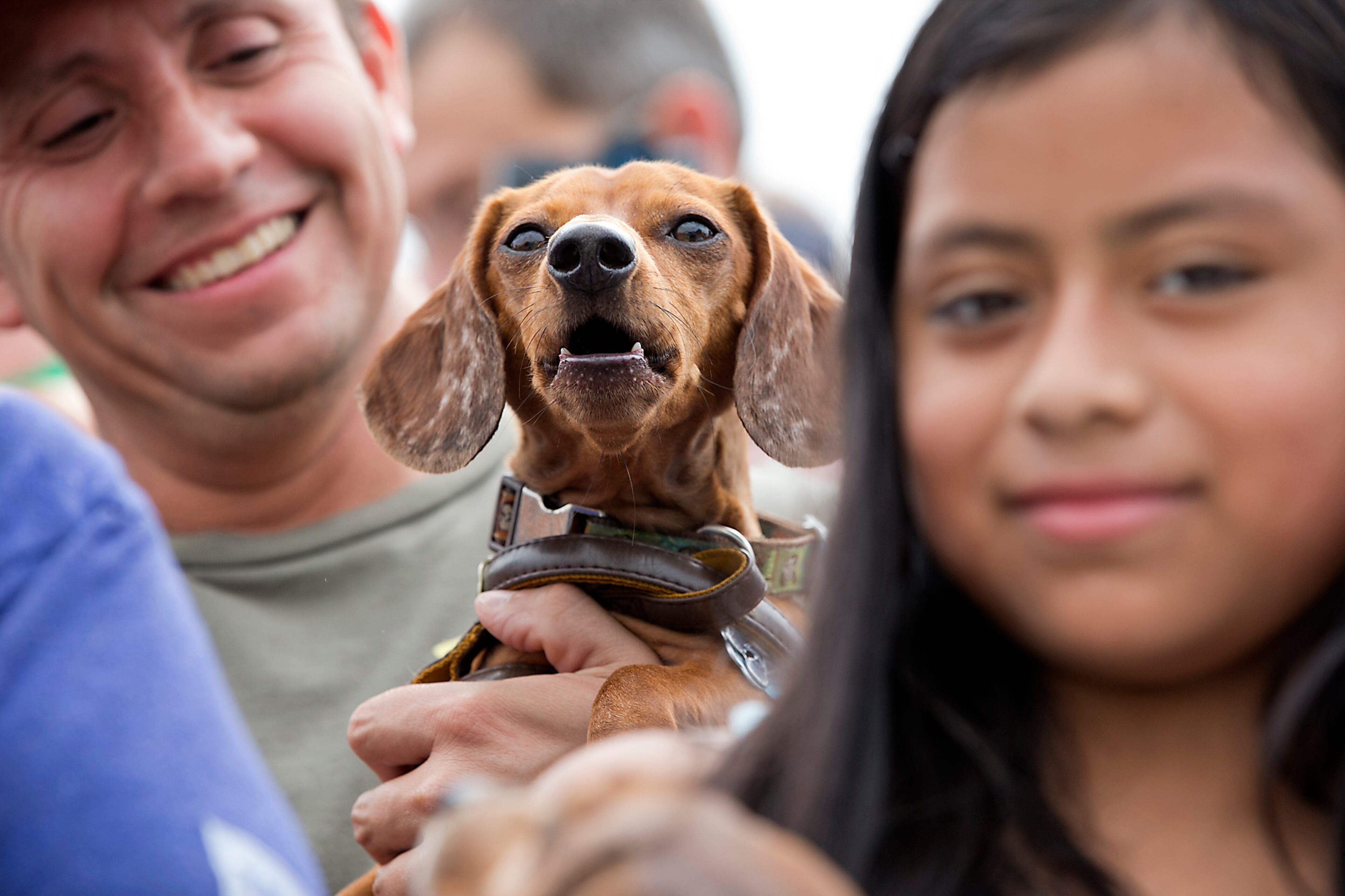 Fans gather in the bleachers to get a good seat of the racing action. Ashley Nolan loads her dog Hank Williams into the shoot before his race. The 18th Annual Buda County Fair and Weiner Dog Races was held at city park in Buda Sunday April 26, 2015 sponsored by the Lions Club. RALPH BARRERA/ AMERICAN-STATESMAN