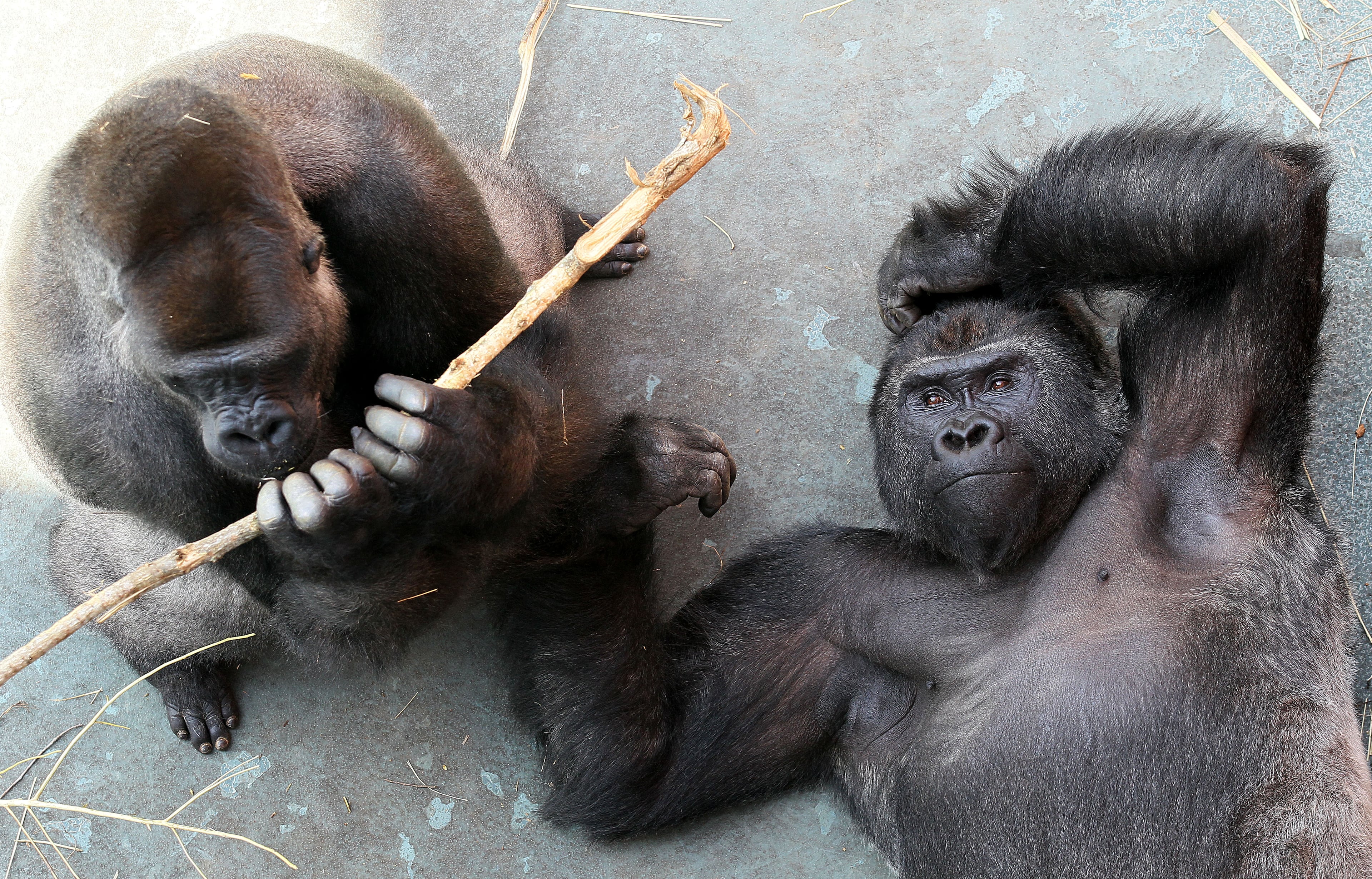 Jasiri (left) chews on wood as Kidogo relaxes.