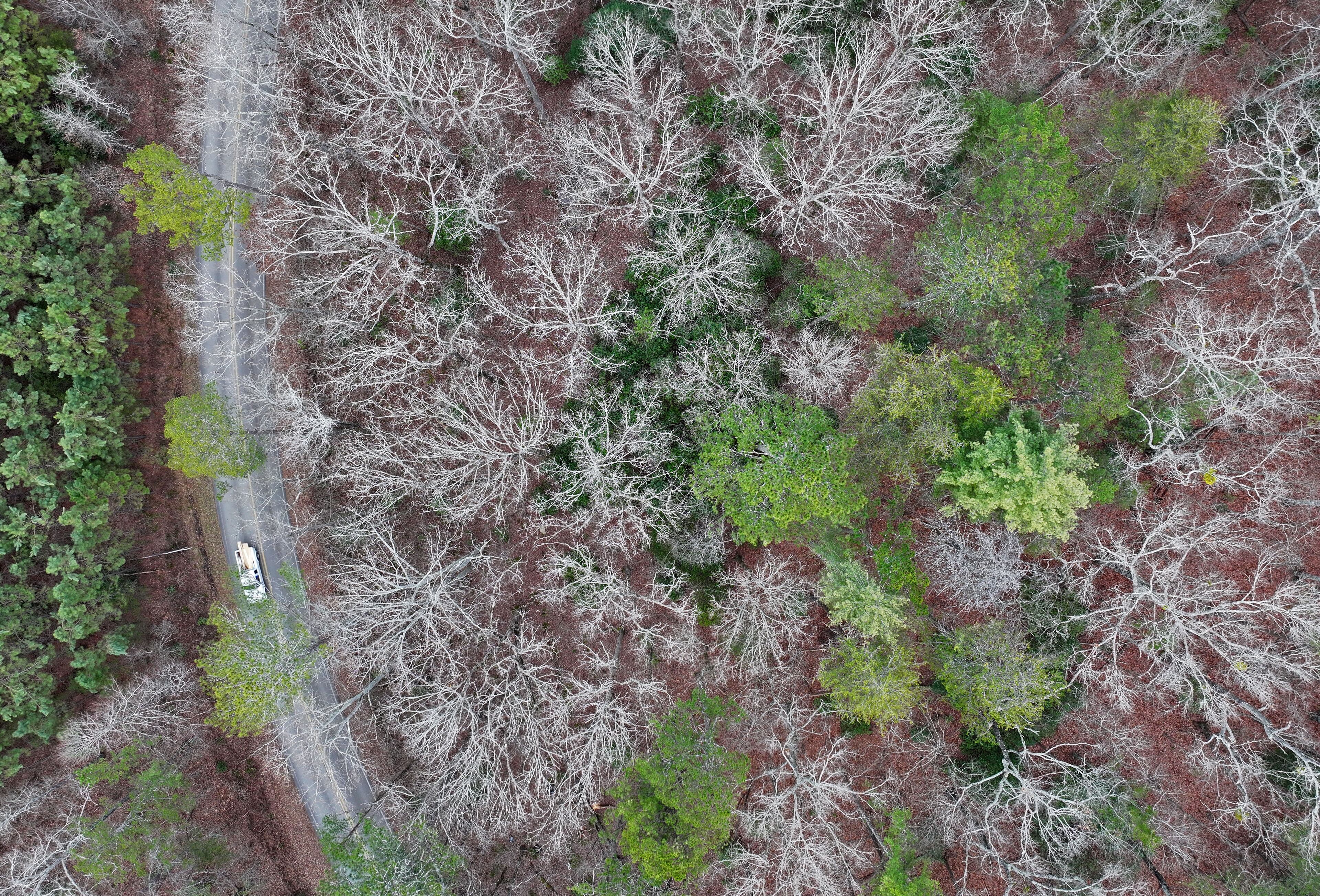 Aerial photo shows Dawson Forest Wildlife Management Area near Amicalola Creek, Thursday, January 31, 2025, in Dawsonville. (Hyosub Shin / AJC)