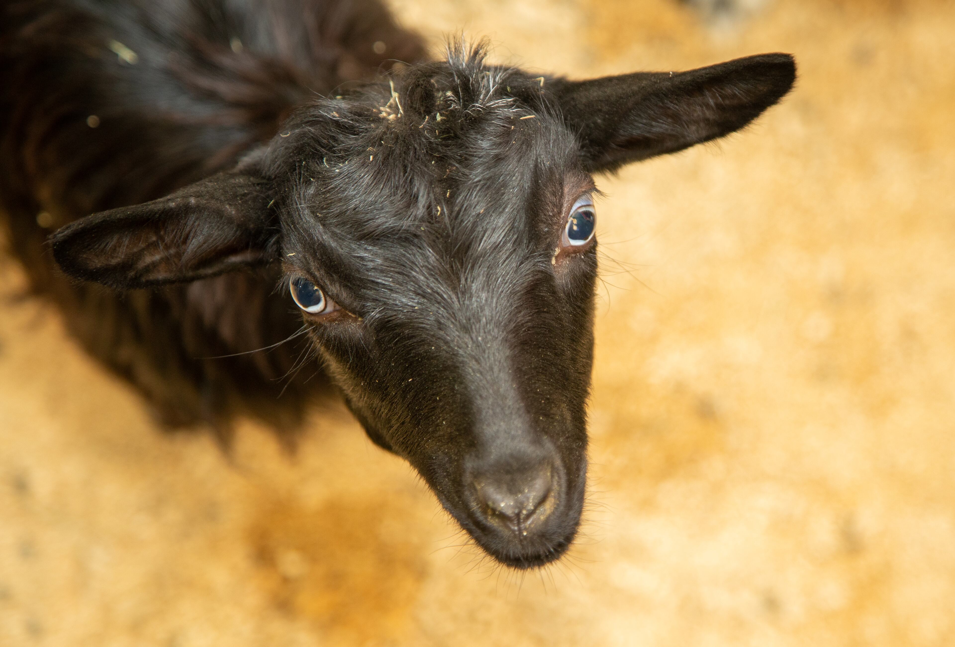 A goat pears up at visitor during the opening of SeaQuest aquarium in The Mall at Stonecrest.
PHIL SKINNER FOR THE ATLANTA JOURNAL-CONSTITUTION.