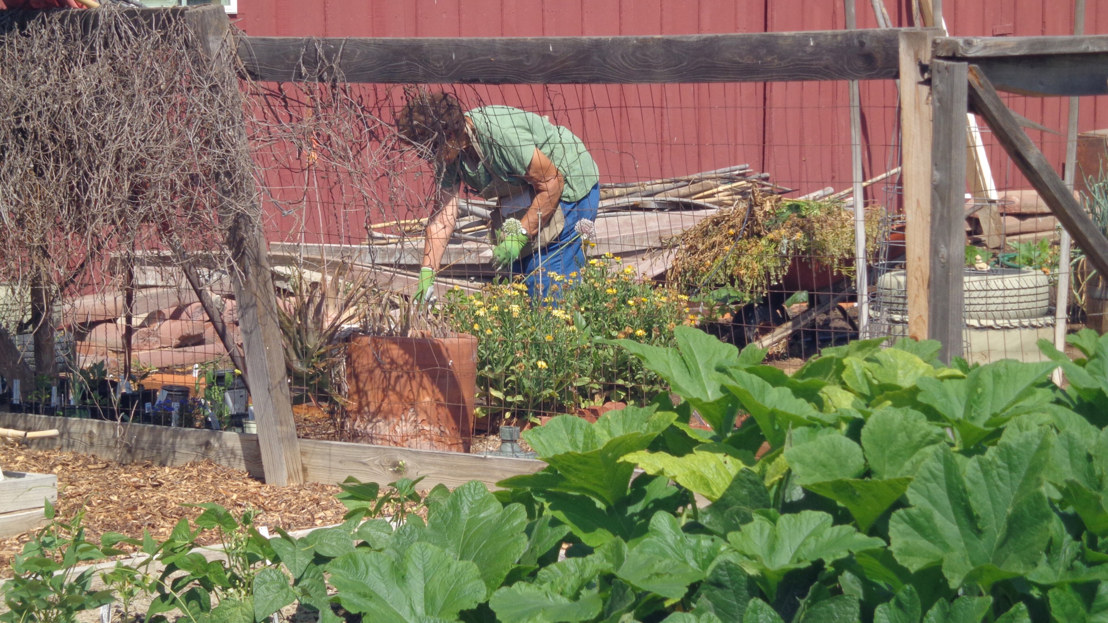 With parents working, the best example for youngsters is to spend time with grandma helping with her garden. (Maureen Gilmer/TNS)