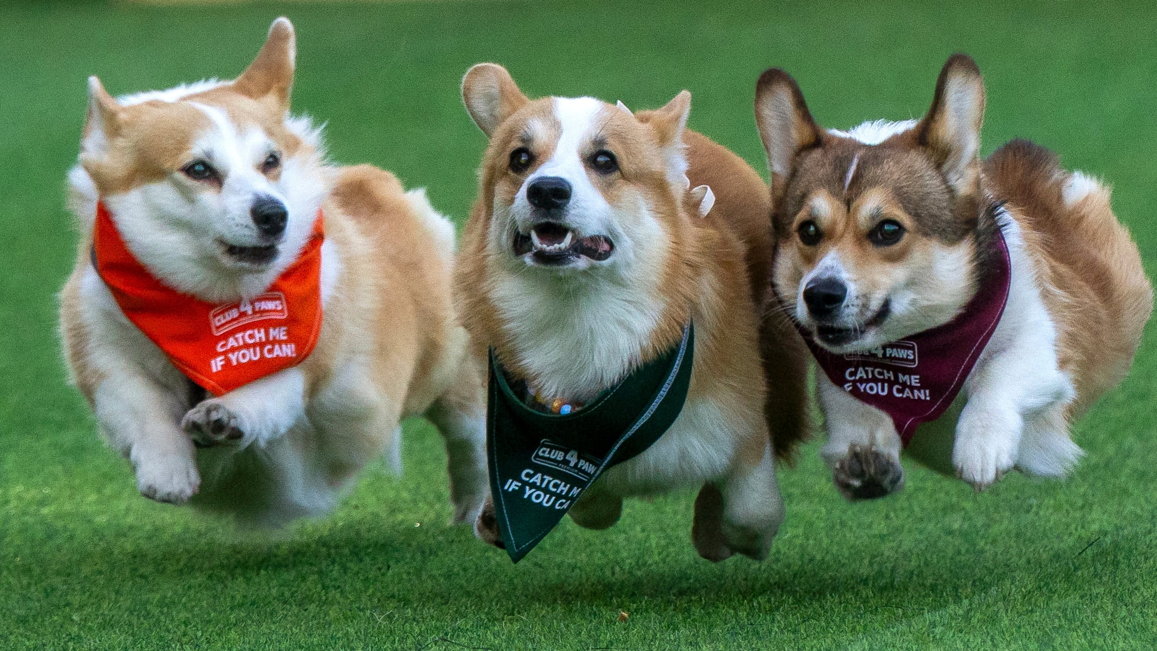 Corgis race during the Corgi Race Vilnius 2026 event in Vilnius, Lithuania, Saturday, Aug. 15, 2026. (AP Photo/Mindaugas Kulbis)