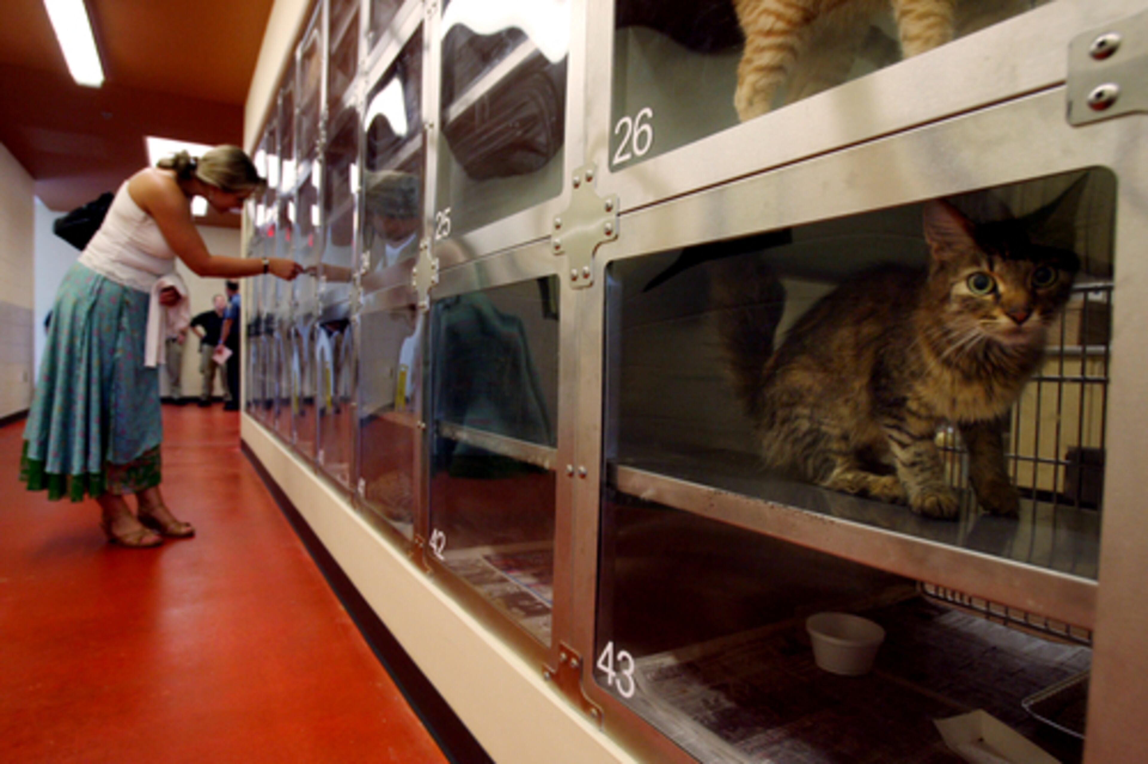 Heidi Davidson, of Lawrenceville, checks out the cages that contain cats and kittens up for adoption. The new shelter has 224 more cat pens than its older counterpart.