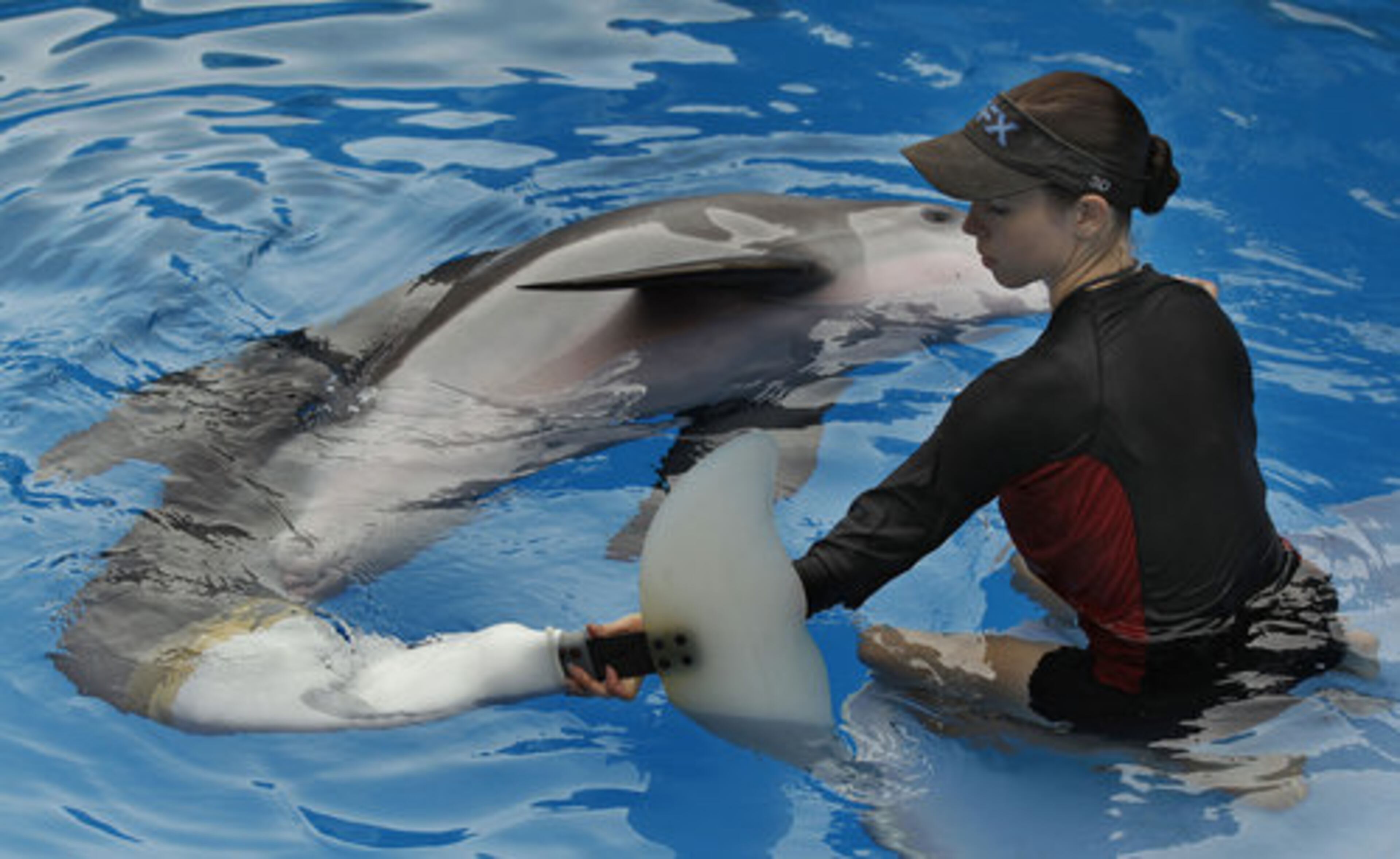 The nonprofit public aquarium in Clearwater, Fla. was about ready to go belly-up at the end of 2005 when Winter, the bottlenose dolphin was brought there after getting her tail tightly entangled in a crab-trap line.