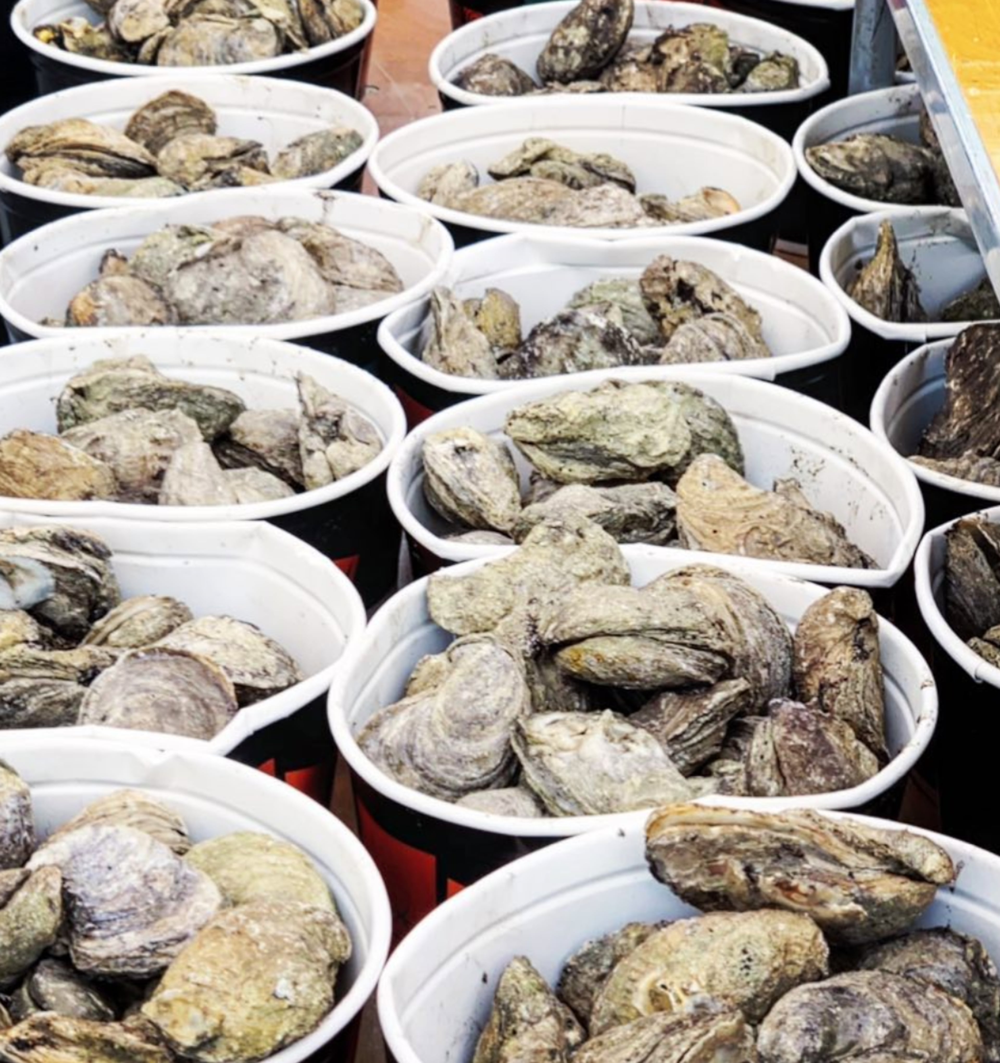 Steamhouse Lounge’s annual Oysterfest returns next month. (Courtesy of Steamhouse Lounge)