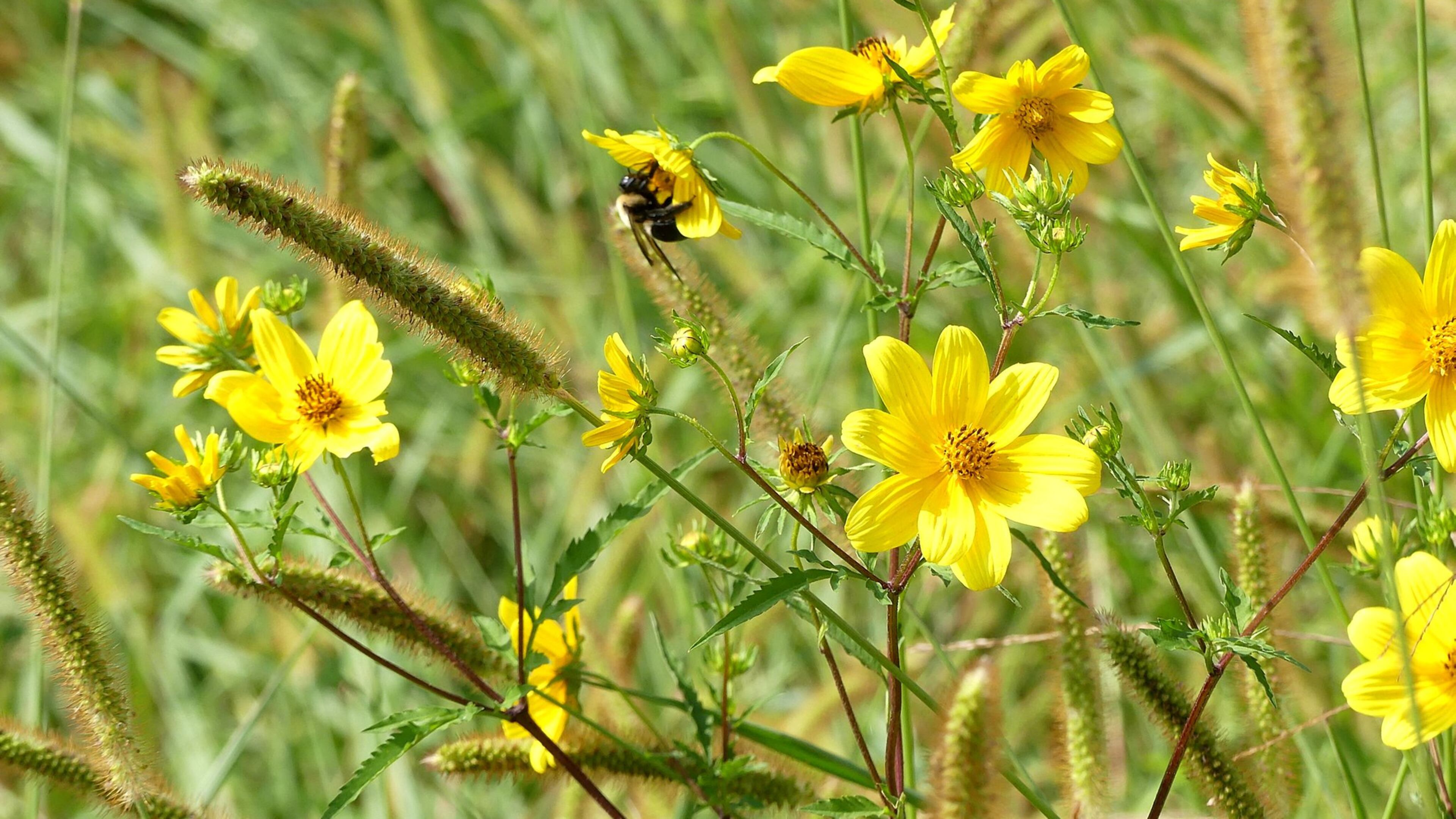 The tickseed sunflower (Bidens aristosa) is a late summer wildflower that grows in dense colonies in meadows, roadsides and other sunny spaces in late summer and early fall. CONTRIBUTED BY CHARLES SEABROOK