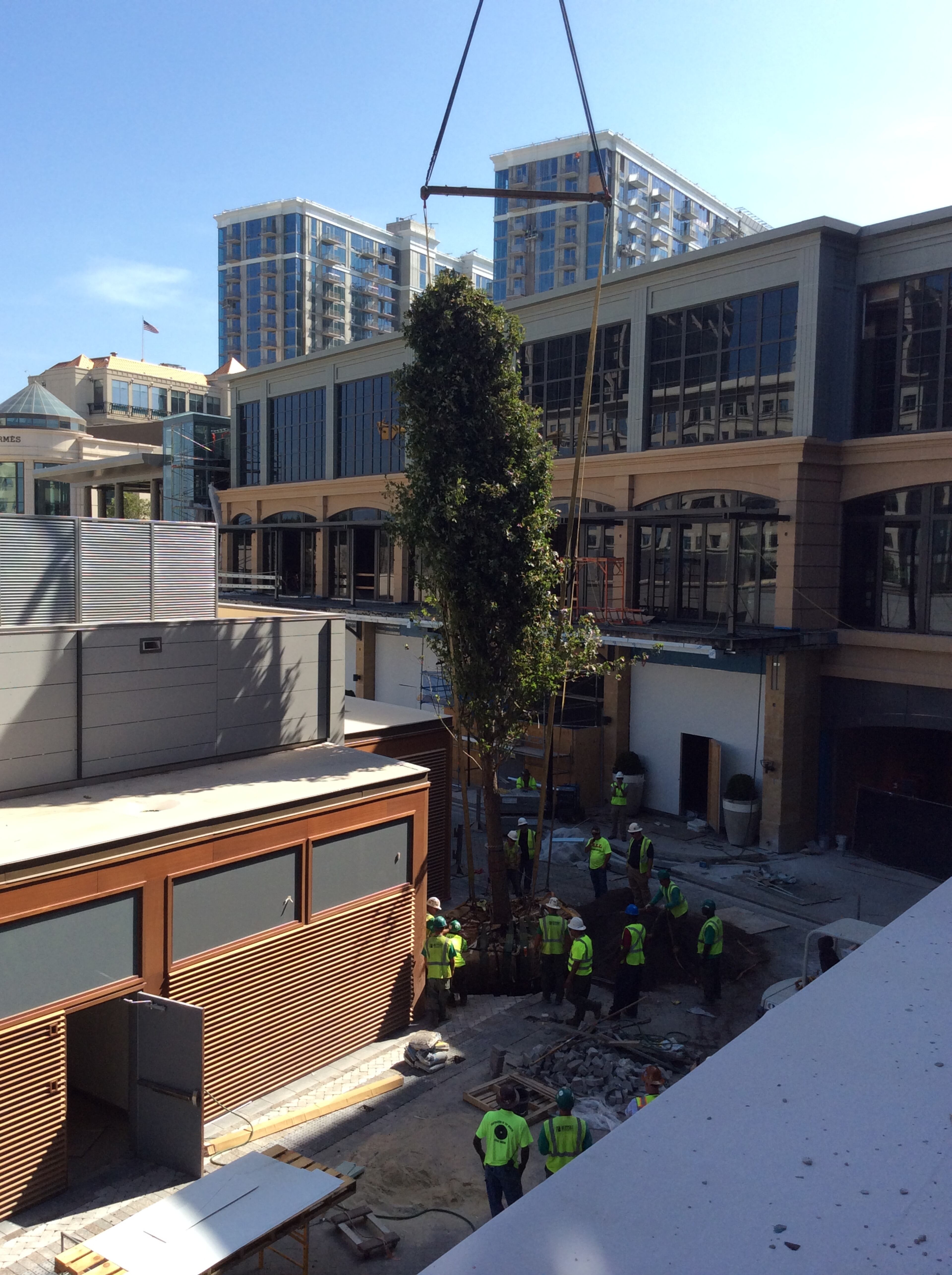 The Buckhead Atlanta develper, OliverMcMillan, says that in the winter the oak trees' gray-brown branches and trunk will assume a beautiful texture that presents a sculptural silhouette.