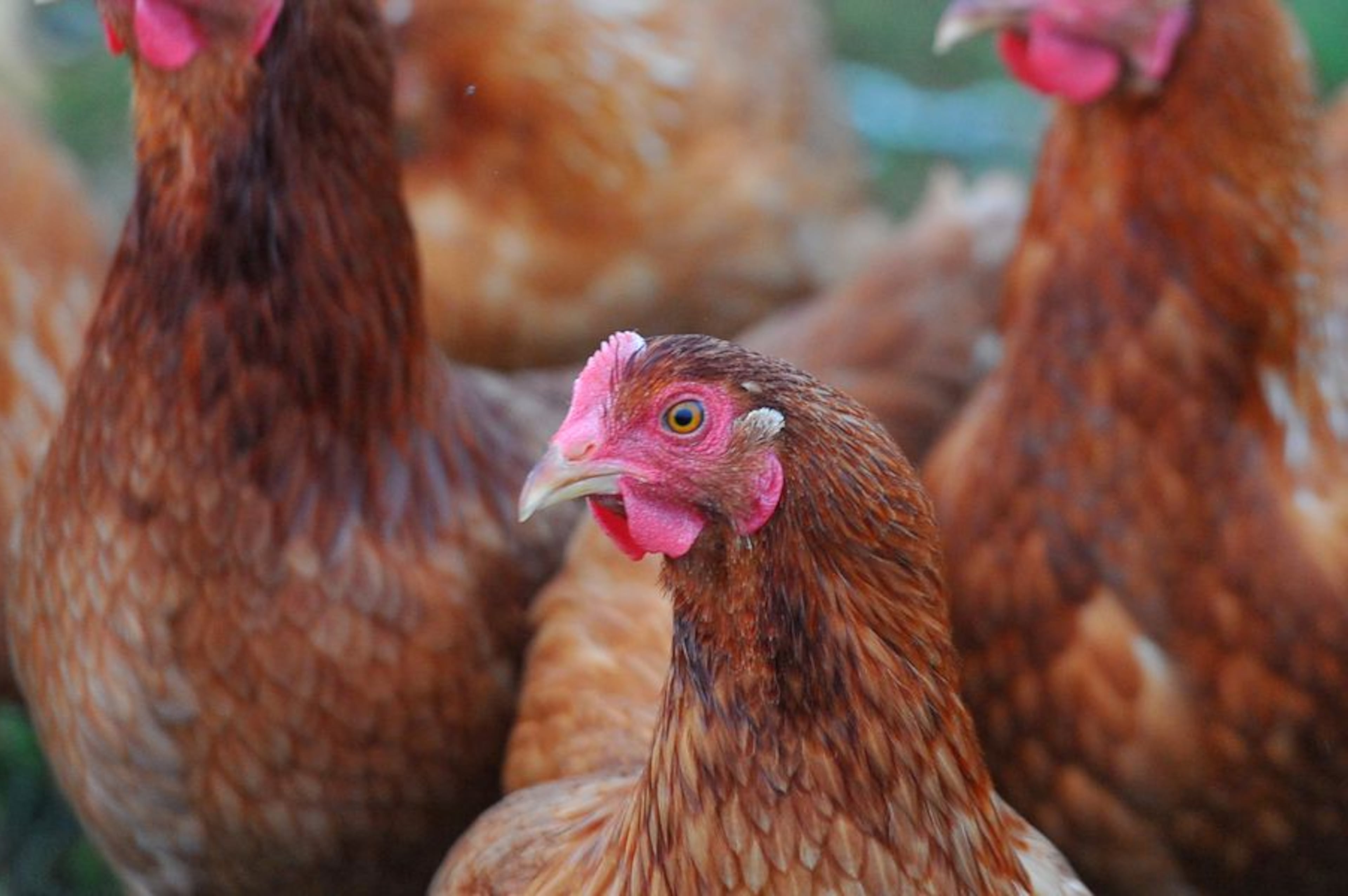 Bird flu detected in another Georgia poultry facility, the third case this month