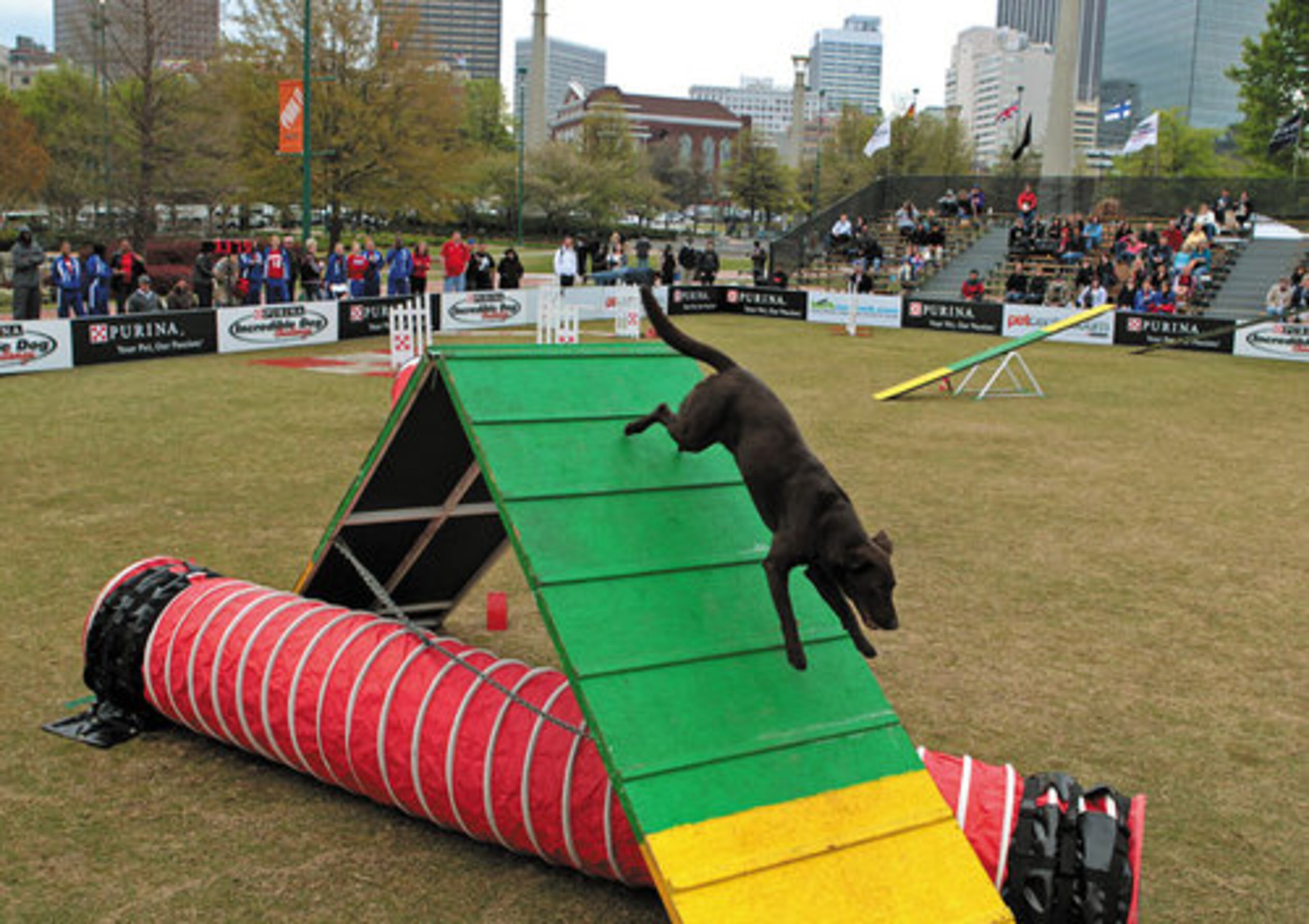 Linda Anderson's dog Zia runs down the ramp during the Incredible Agility Practice.