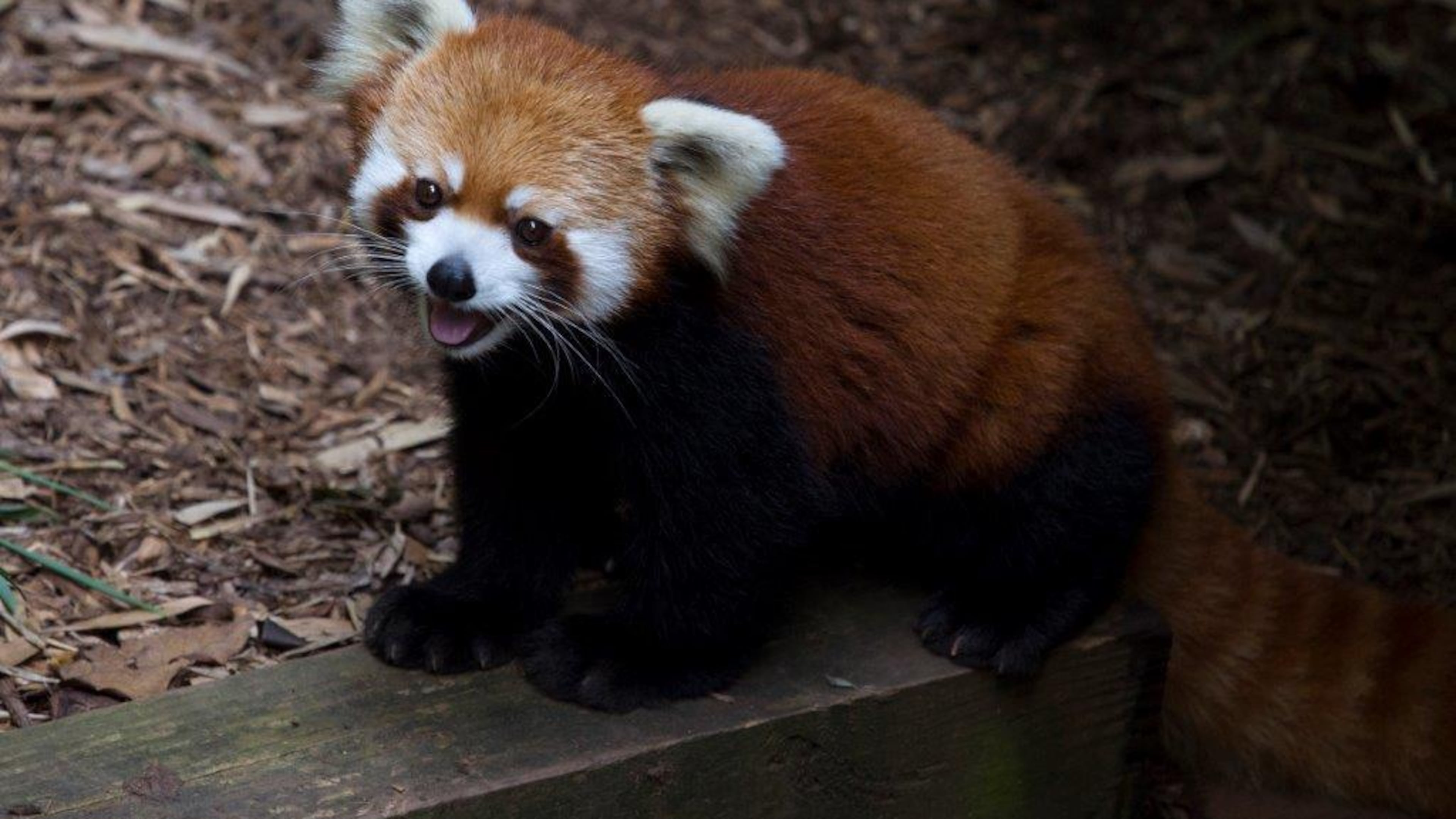 Idgie, the 14-year-old red panda at Zoo Atlanta, reached the end of her lifespan Thursday. CONTRIBUTED: ZOO ATLANTA