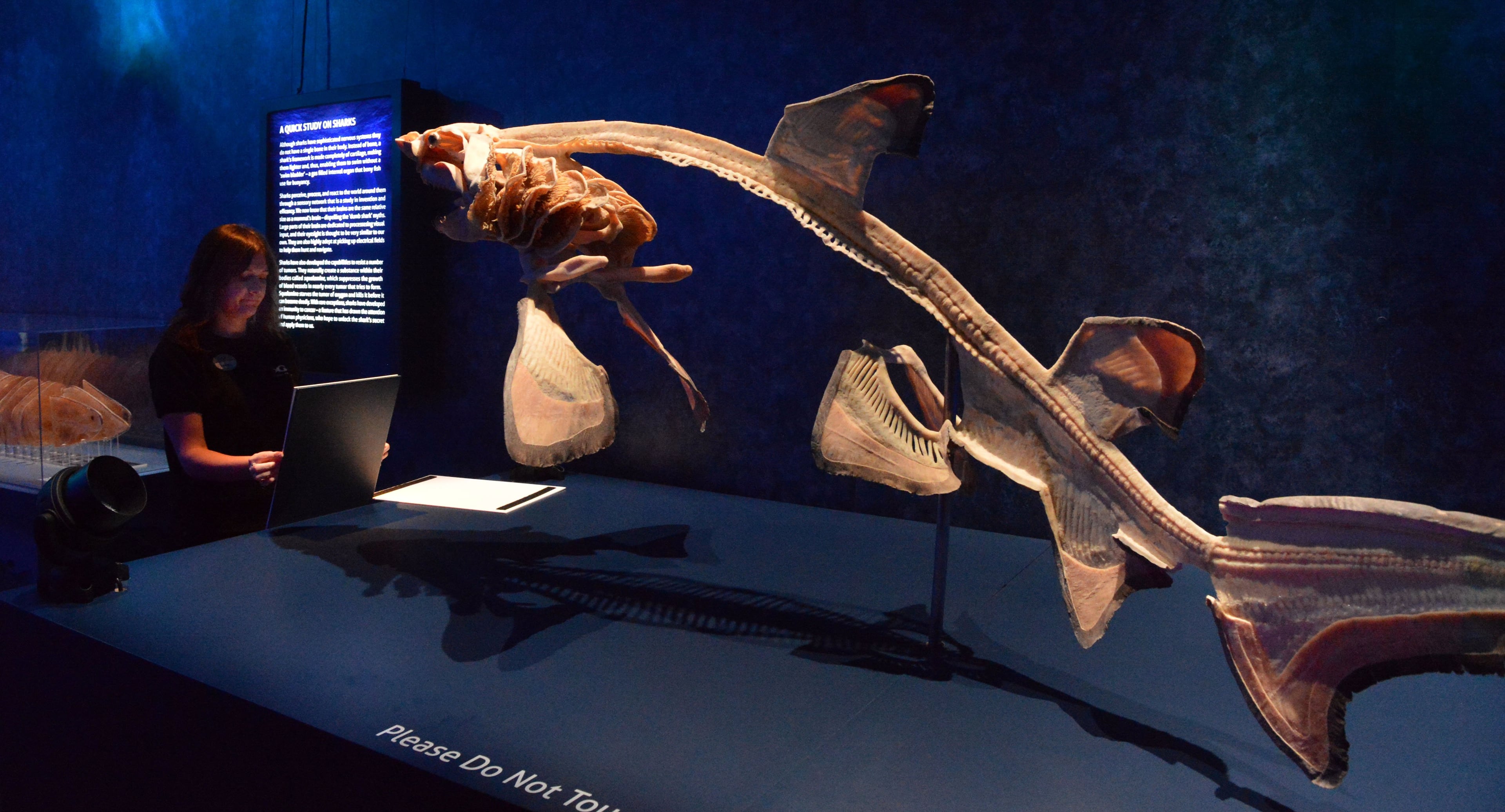 Aquarium graphic designer Amanda Chinberg arranges a placard on the sand tiger shark exhibit. KENT D. JOHNSON / KDJOHNSON@AJC.COM