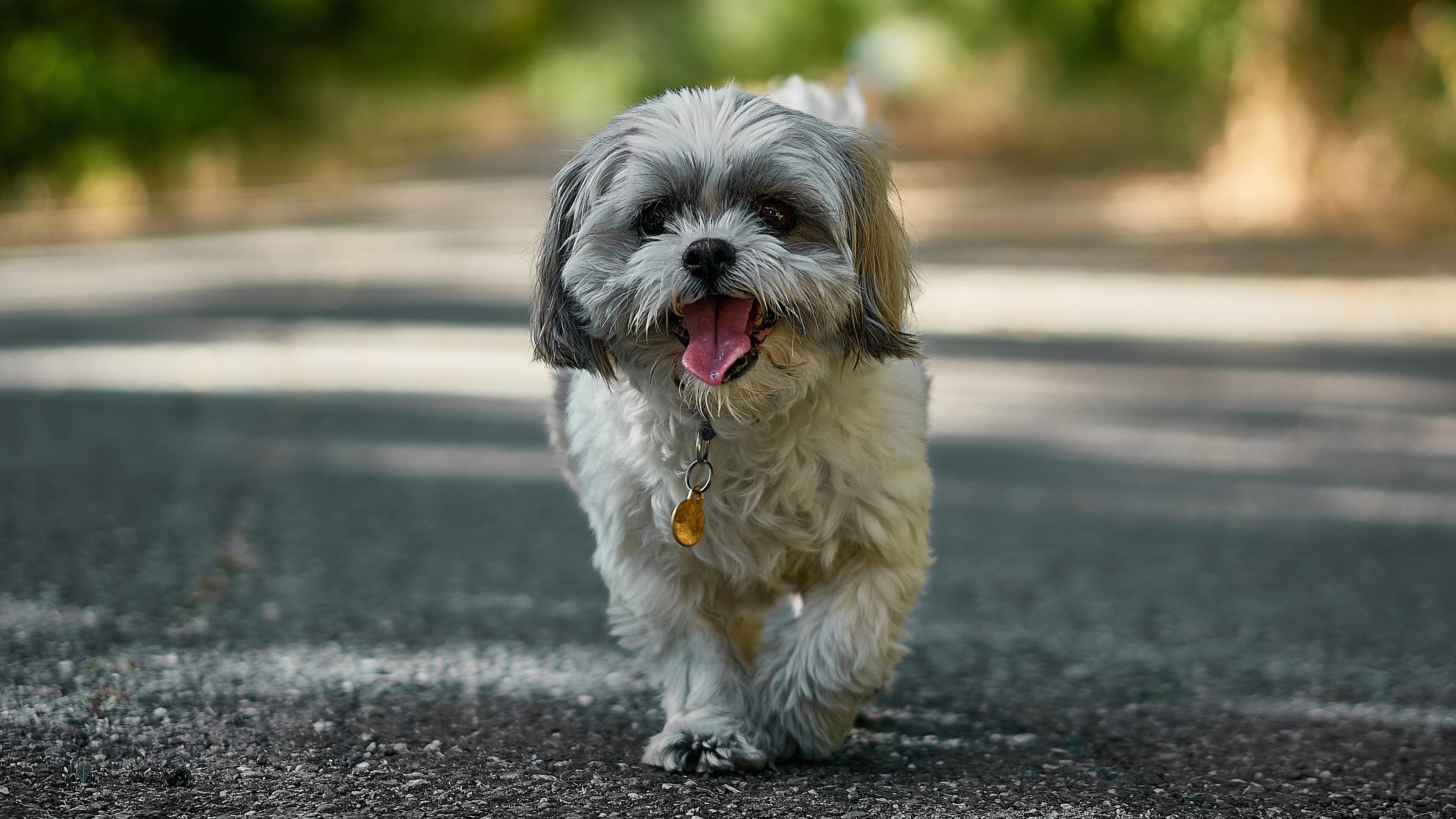 The Cleveland, Ohio, National Weather Service issued what it called an "unofficial small dog warning" wind advisory earlier in the week.