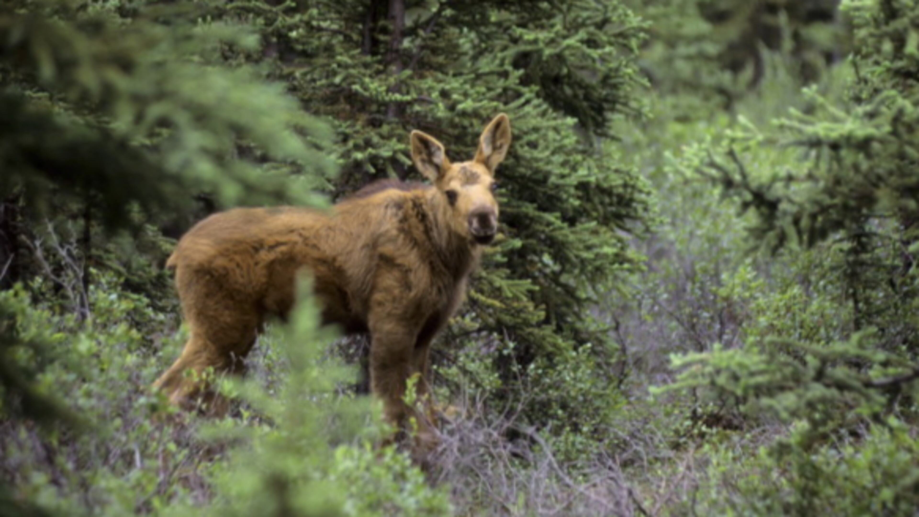 A moose calf is pictured here in Alaska’s Denali National Park. A calf like this one rambled onto a golf course in Sweden and gave a golfer a run for his money.