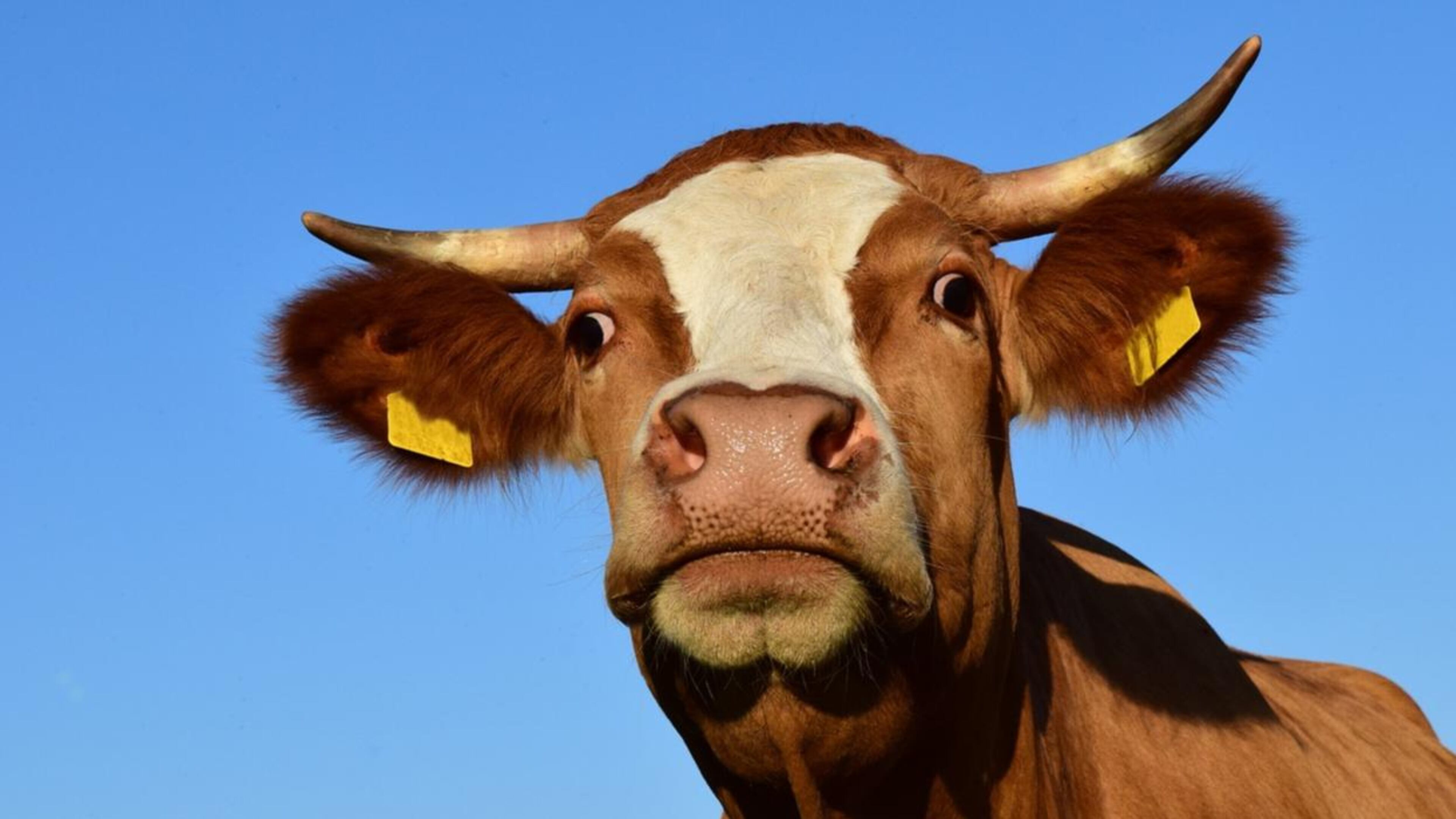 A heifer, similar to this one, somehow landed in a swimming pool at a North Carolina home. A large animal rescue group had to be called in to help get the cow out of the pool.