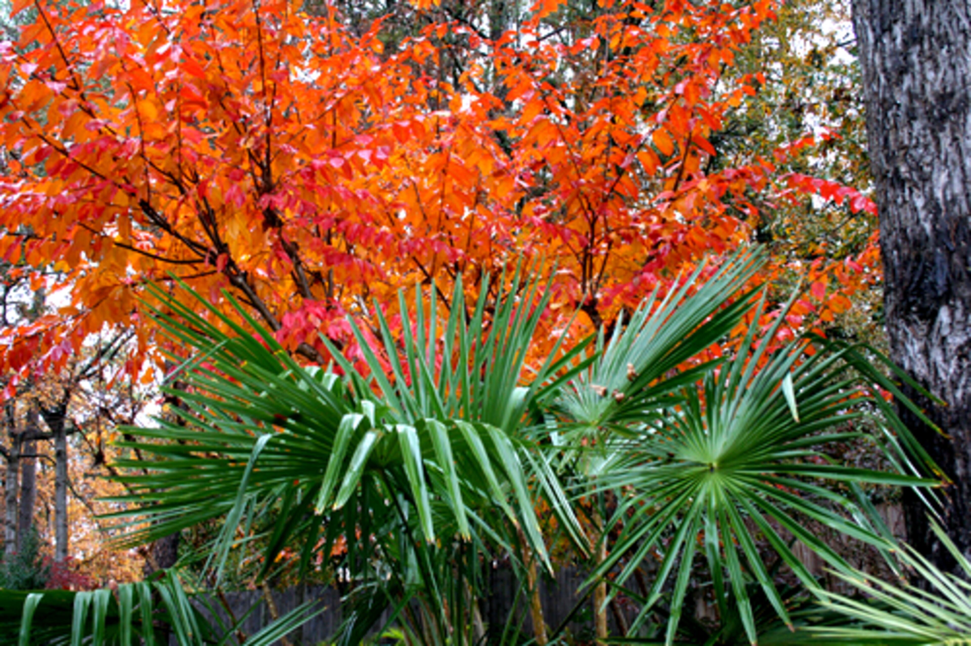 Woollcott is fond of foliage contrasts. In his front yard, a crape myrtle in spectacular fall color serves as a backdrop for the fronds of a windmill palm.