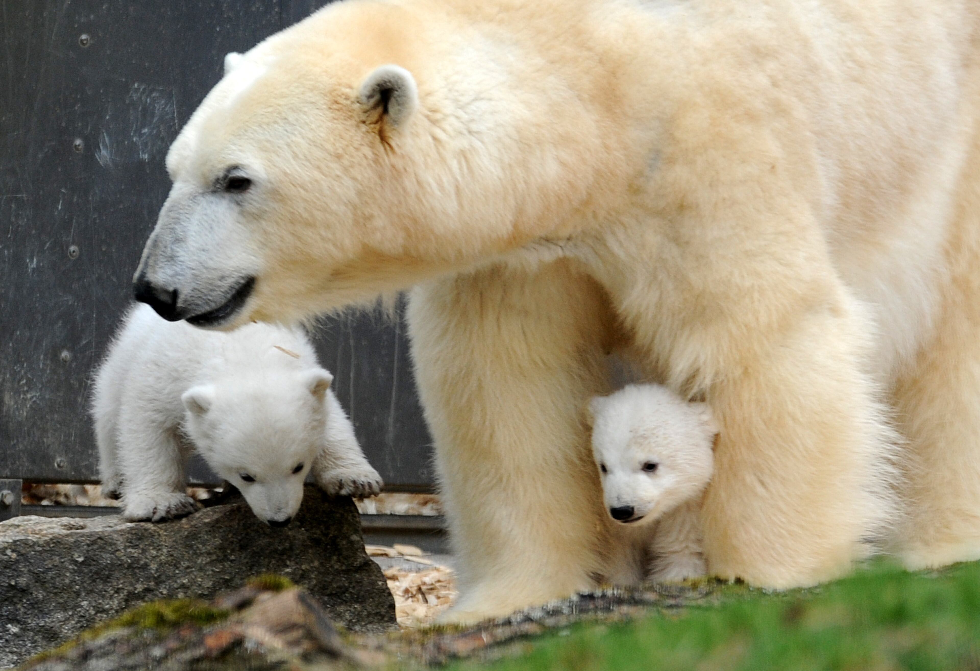 Two 14-week old polar bear twins and their mother Giovanna explore their enclosure at the Hellabrunn zoo in Munich, Germany, Wednesday, March 19, 2014. The cubs who were born on Dec. 9, 2013 were presented to the public for the first time. (AP Photo/dpa, Andreas Gebert)