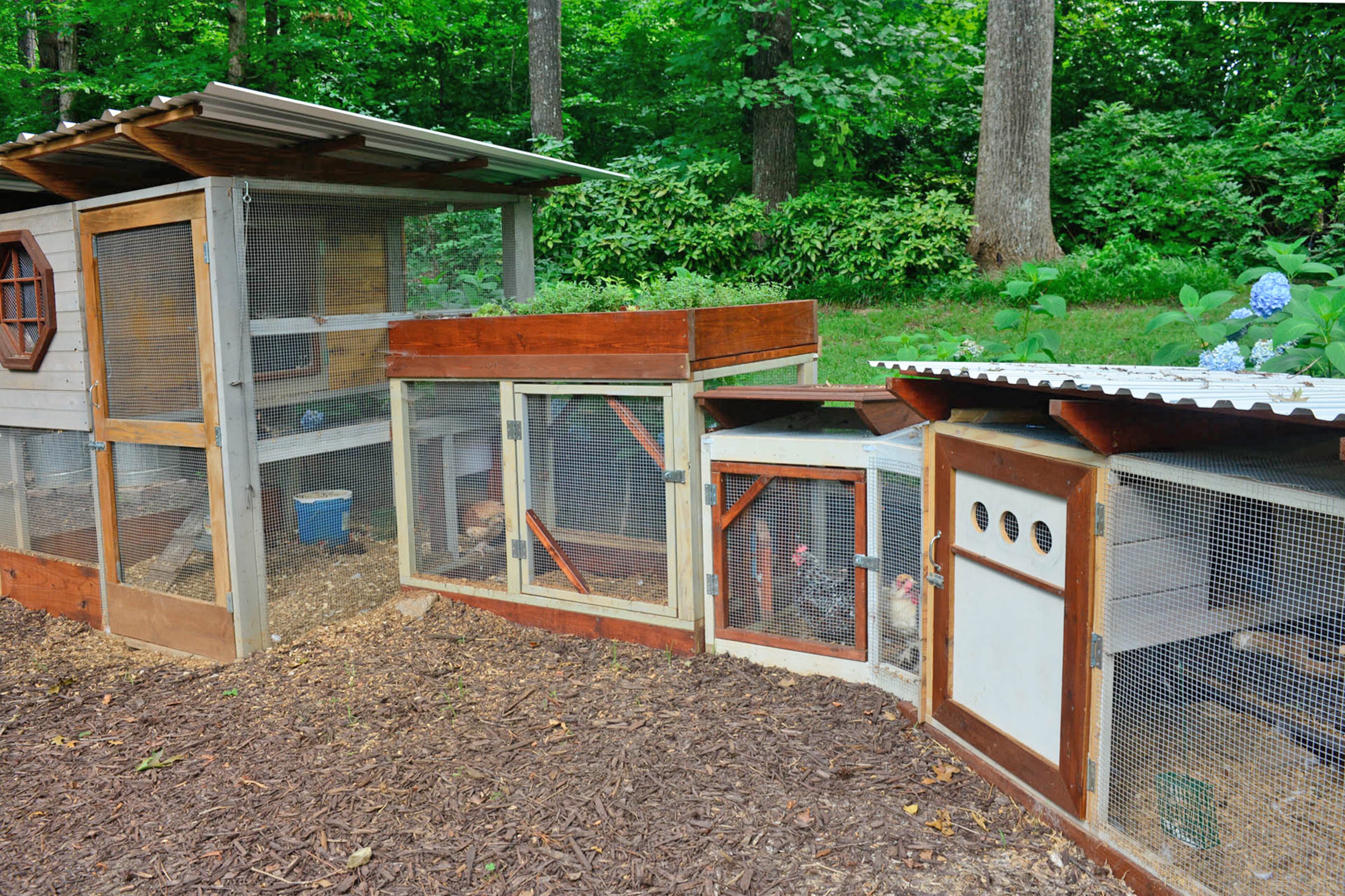 The chicken coop and run now houses seven chickens that her fiance, teacher Nelson Dean, named after females in history, including Eleanor of Aquitaine and Frida Kahlo.