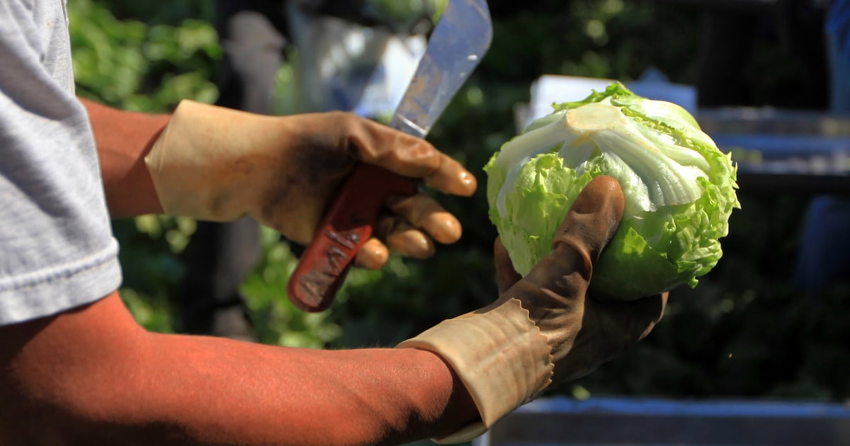 Cyclospora outbreak: How to safely handle lettuce and other fresh produce