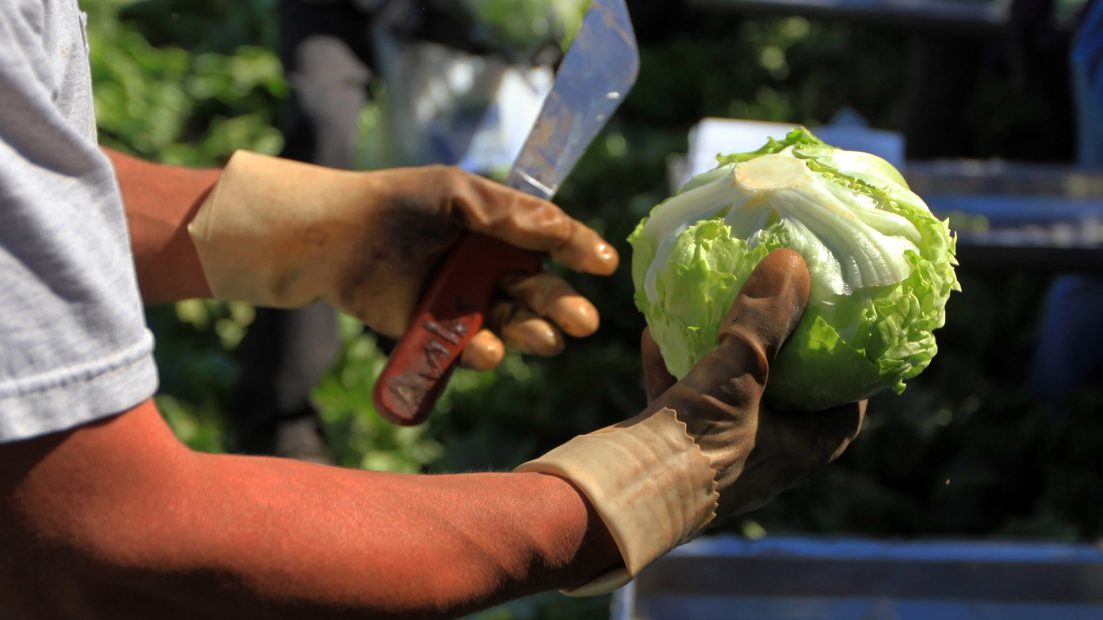 Iceberg lettuce is harvested at a farm near Yuma, Ariz., on March 6, 2012. A recent outbreak of cyclosporiasis has been linked to iceberg lettuce that Taylor Farms supplied to Taco Bell. (Nicole Bengiveno/The New York Times)