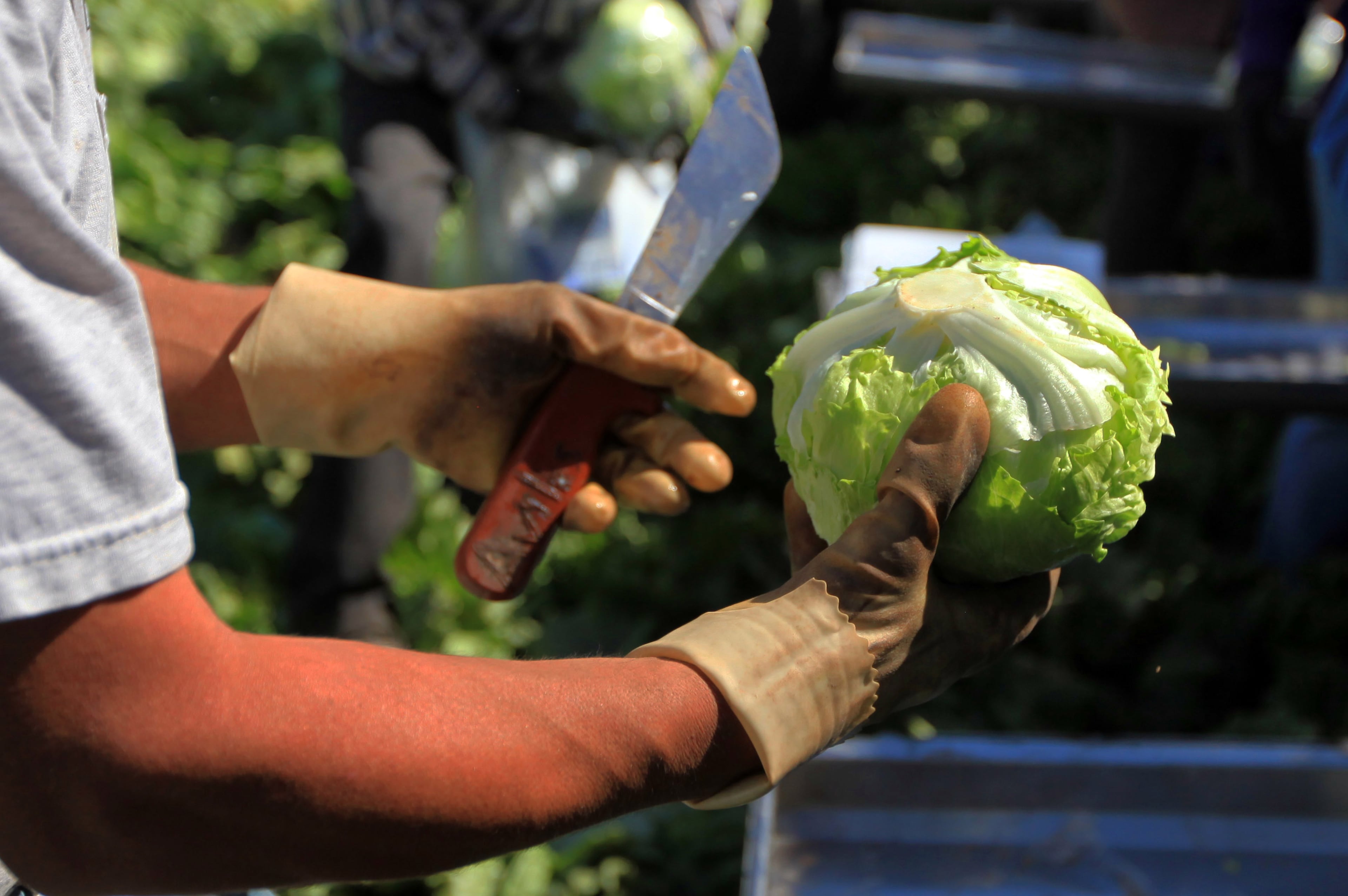 Iceberg lettuce is harvested at a farm near Yuma, Ariz., on March 6, 2012. (Nicole Bengiveno/The New York Times)