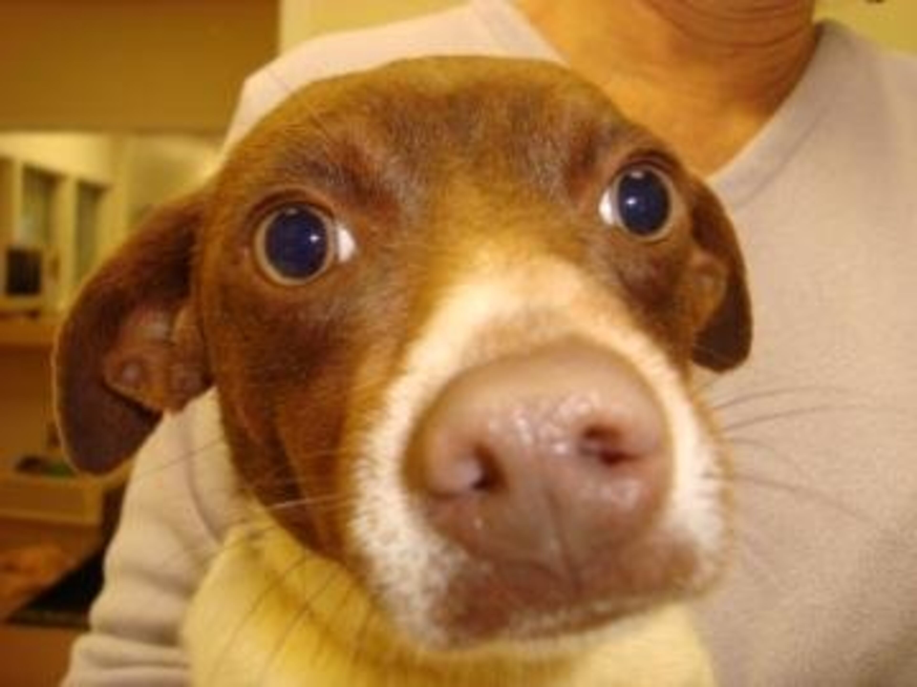 Carmen is a 1-year-old spayed female shorthair Chihuahua mix. Her animal ID# is A07326206. Carmen is a great gal who is hoping that this is her last stop on the way to her forever home. She's smart and kind and just a great big love. Please come and see if Carmen could be your new best friend today!