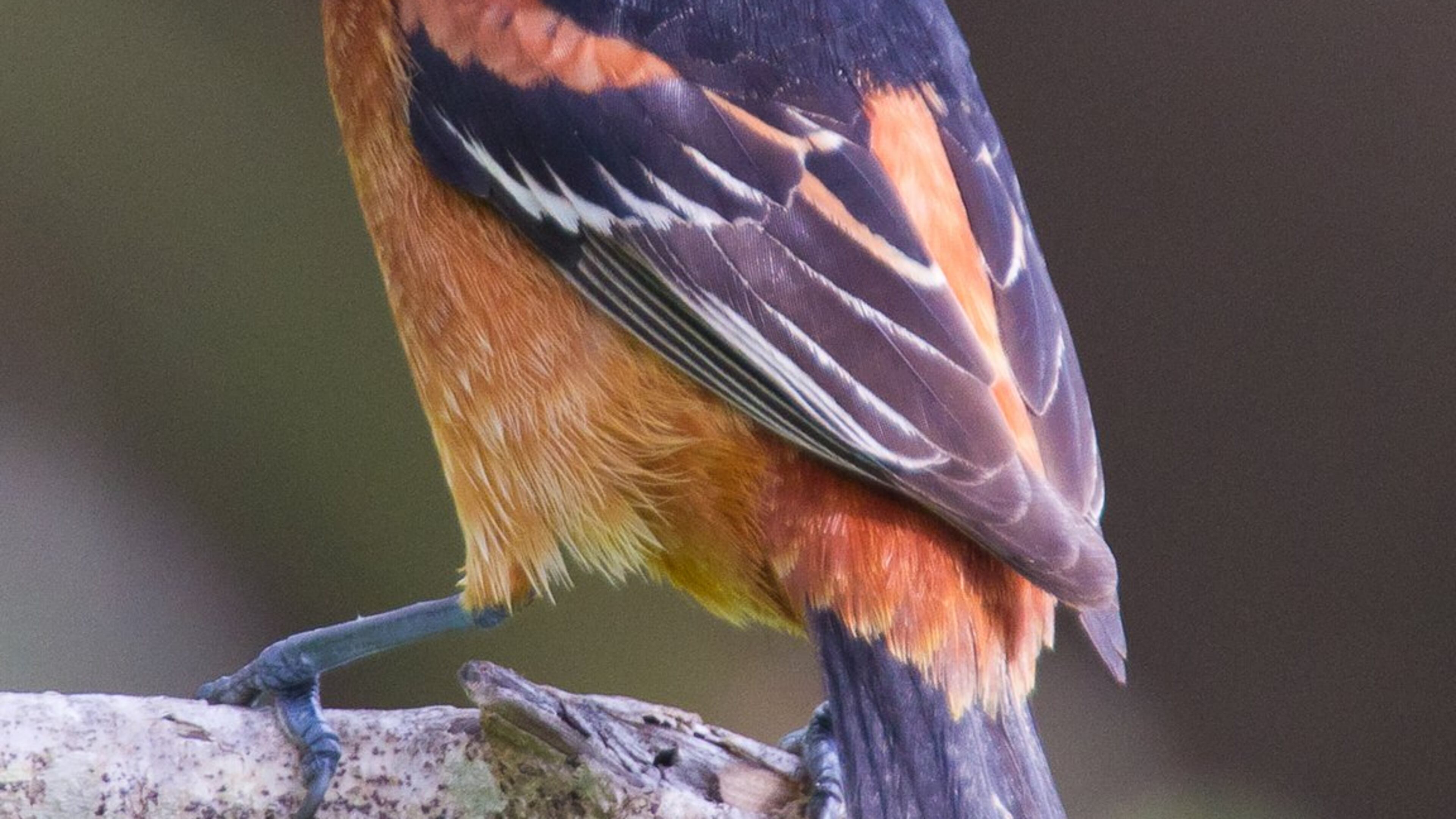 The Orchard oriole, which nests in Georgia during spring and summer, is one of the migratory birds that begin heading south as early as mid-July. Fall migration for most of Georgia’s migratory songbirds begins in late August and peaks in late September and early October. (Photo: Creative Commons/Wikipedia)