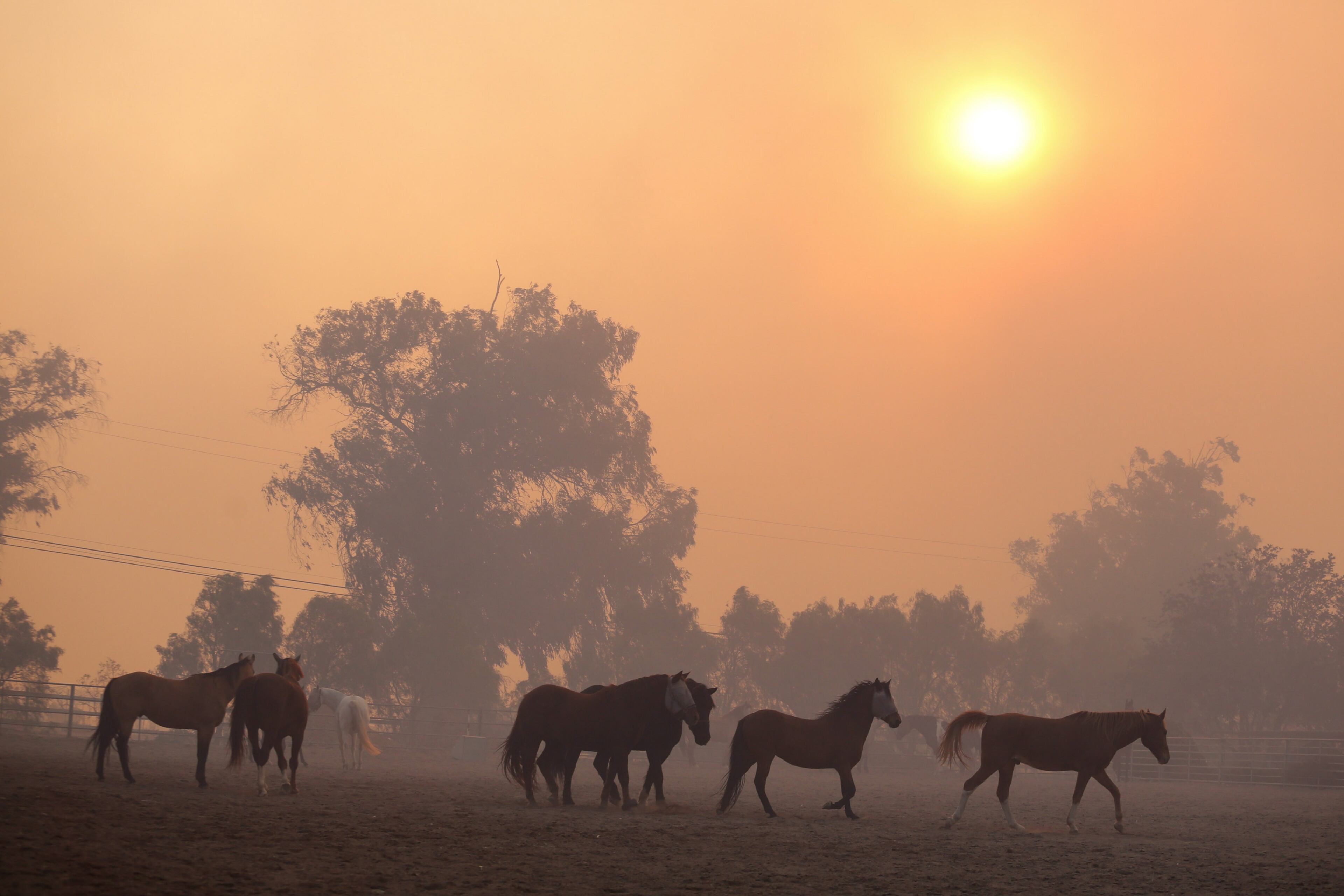 Horses are seen at a ranch in Simi Valley, Calif., Wednesday, Oct. 30, 2019. A large new wildfire has erupted in wind-whipped Southern California, forcing the evacuation of the Ronald Reagan Presidential Library and nearby homes. (AP Photo/Ringo H.W. Chiu)