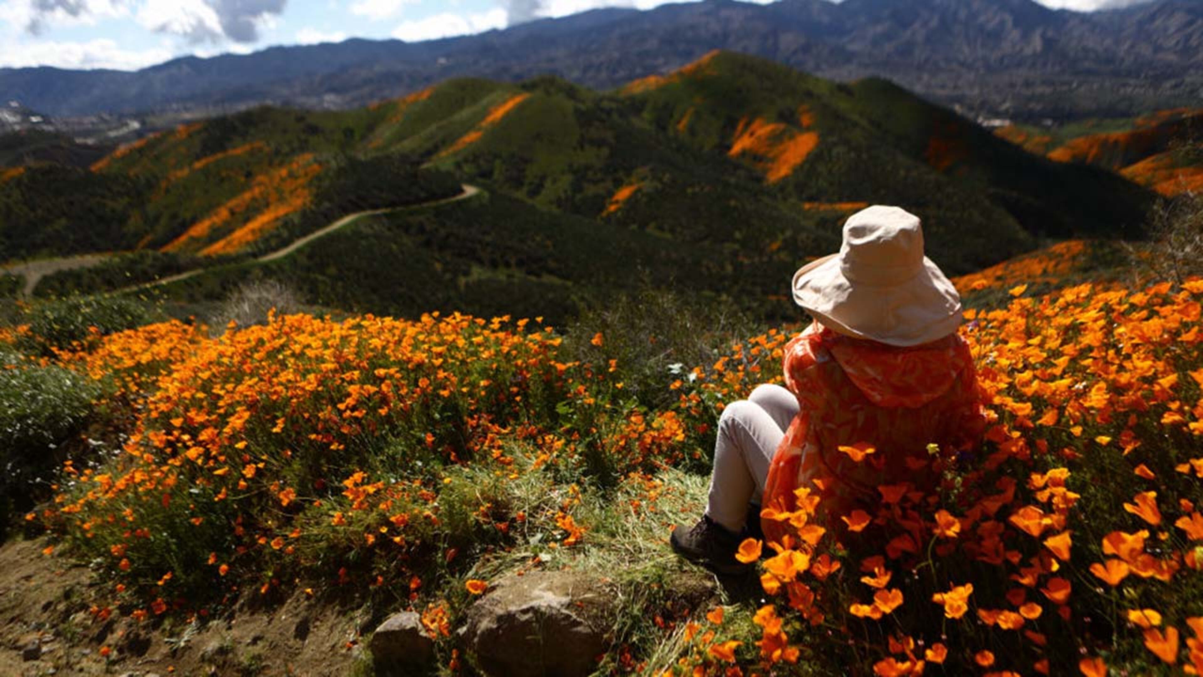 A woman takes in the view the view of a super bloom of wild poppies blanketing the hills of Walker Canyon on March 12, 2019 near Lake Elsinore, California. Heavier than normal winter rains in California have caused a a super bloom of wildflowers around the state.