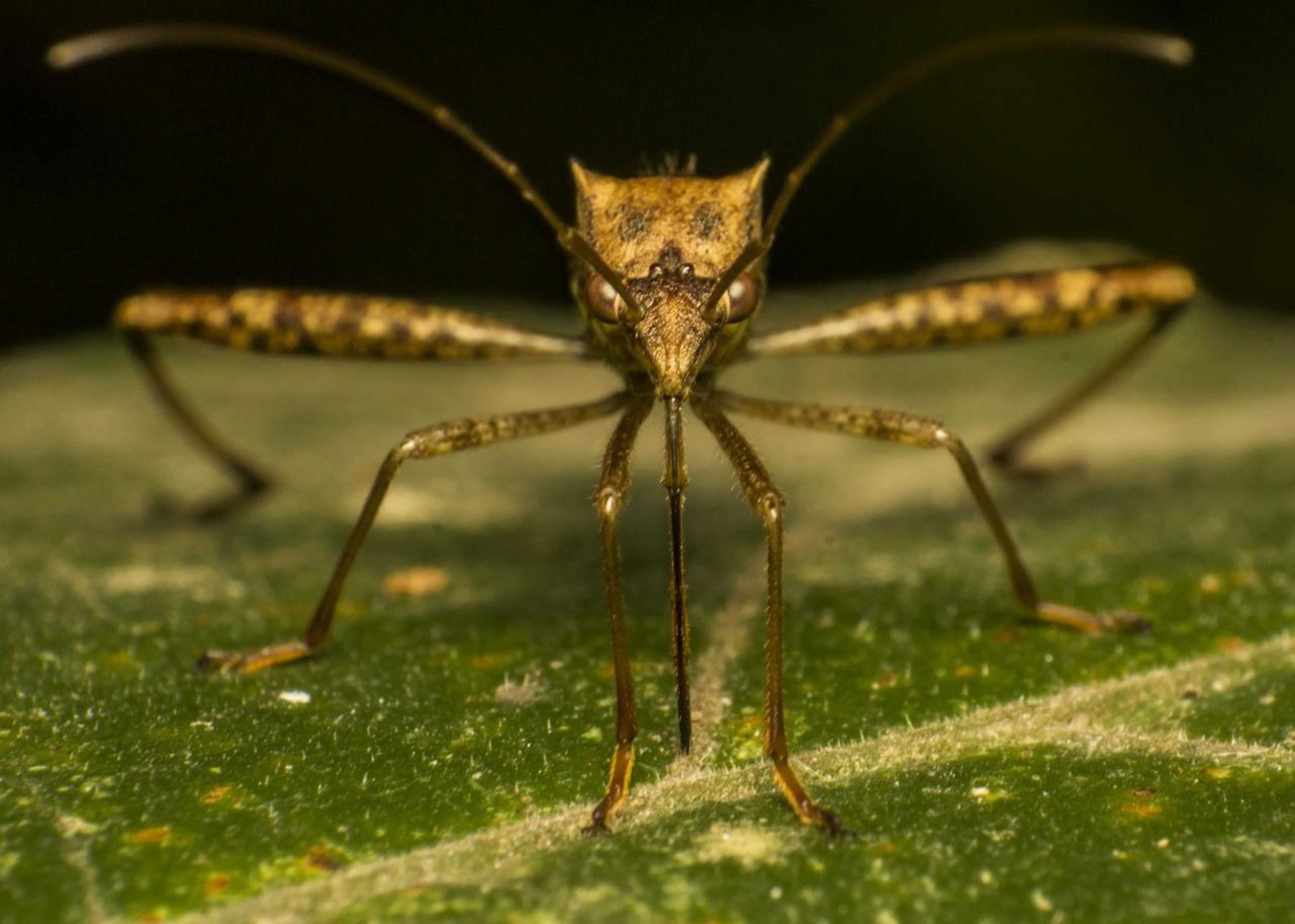 A mosquito in DeKalb County, Georgia, tested positive for the deadly Eastern equine encephalitis virus.